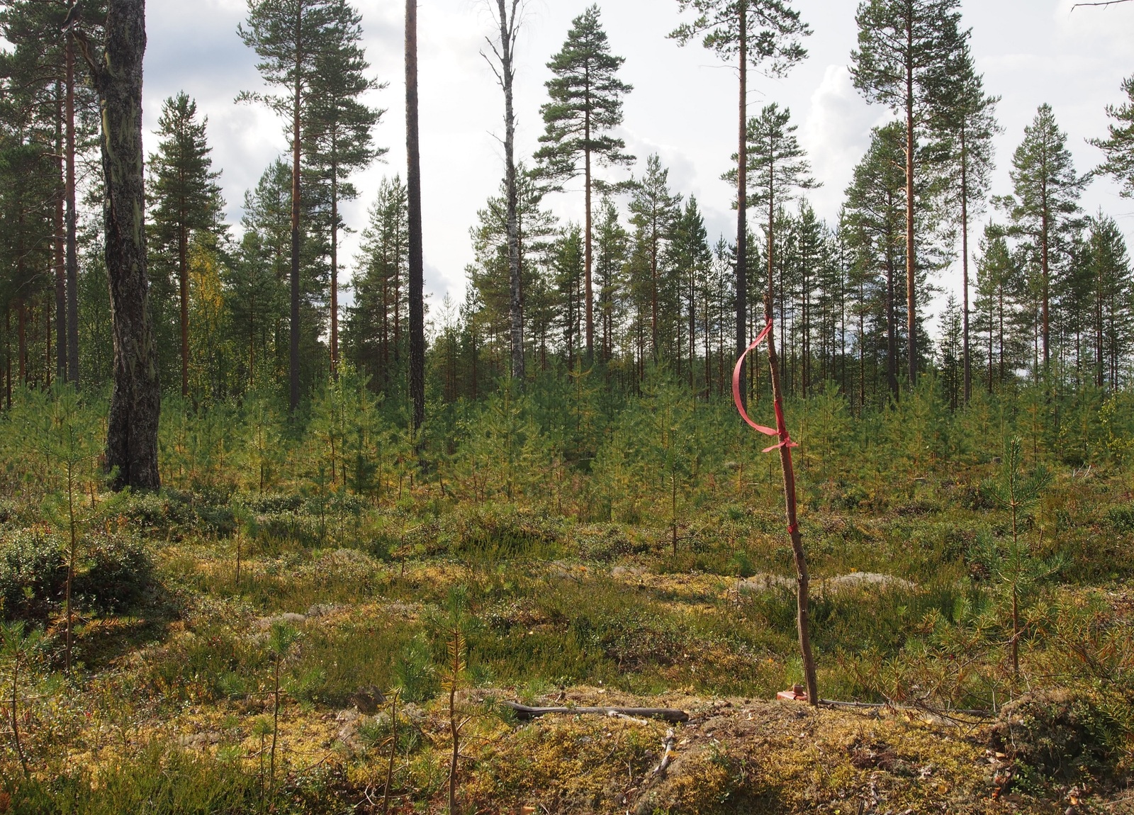 Avoimella alueella kasvaa männyn taimia, taka-alalla korkeita mäntyjä.