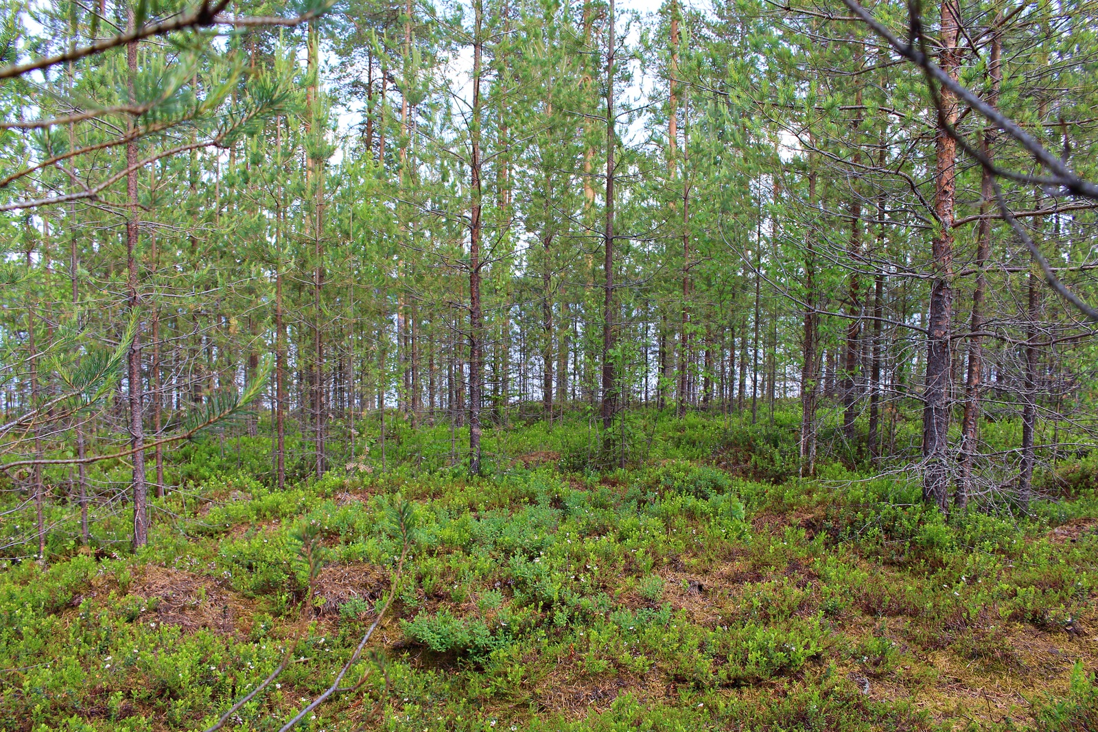 Mäntytaimikon takana häämöttää järvi.