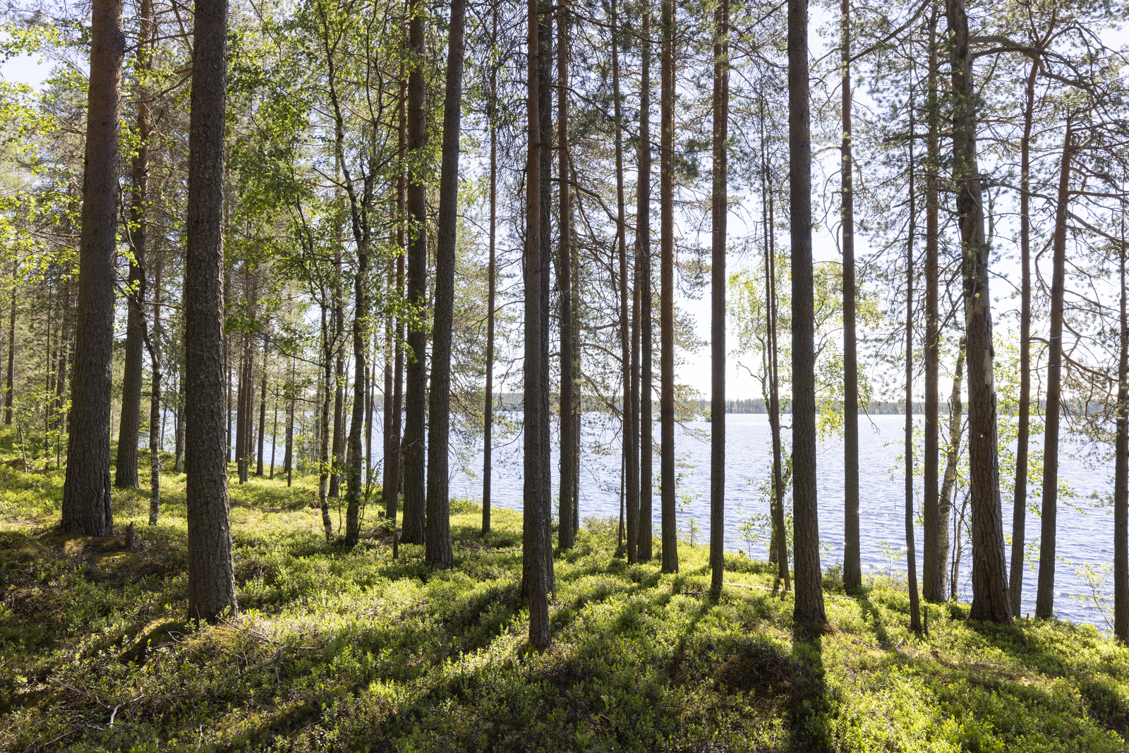 Rannassa väljästi kasvavien mäntyjen takana avautuu kesäinen järvimaisema.