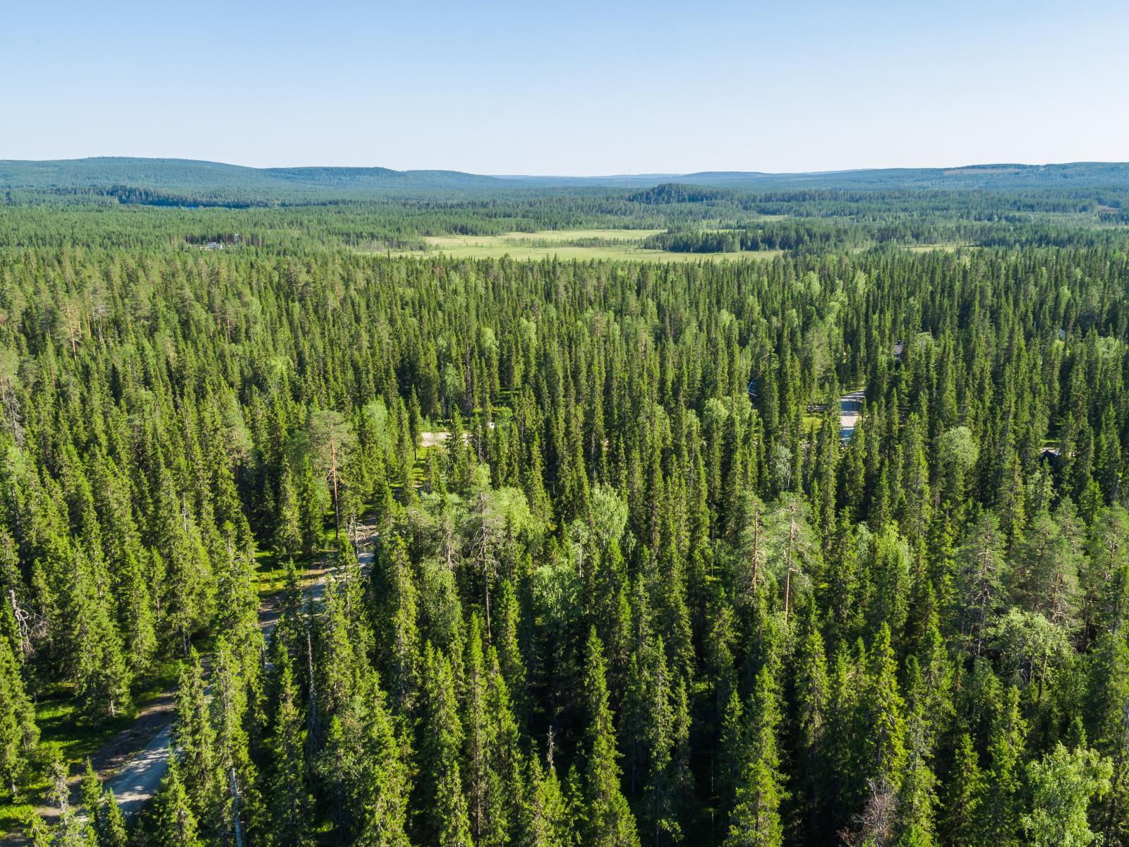 Tie kulkee kesäisessä havupuuvaltaisessa metsässä. Taka-alalla on suo. Ilmakuva.