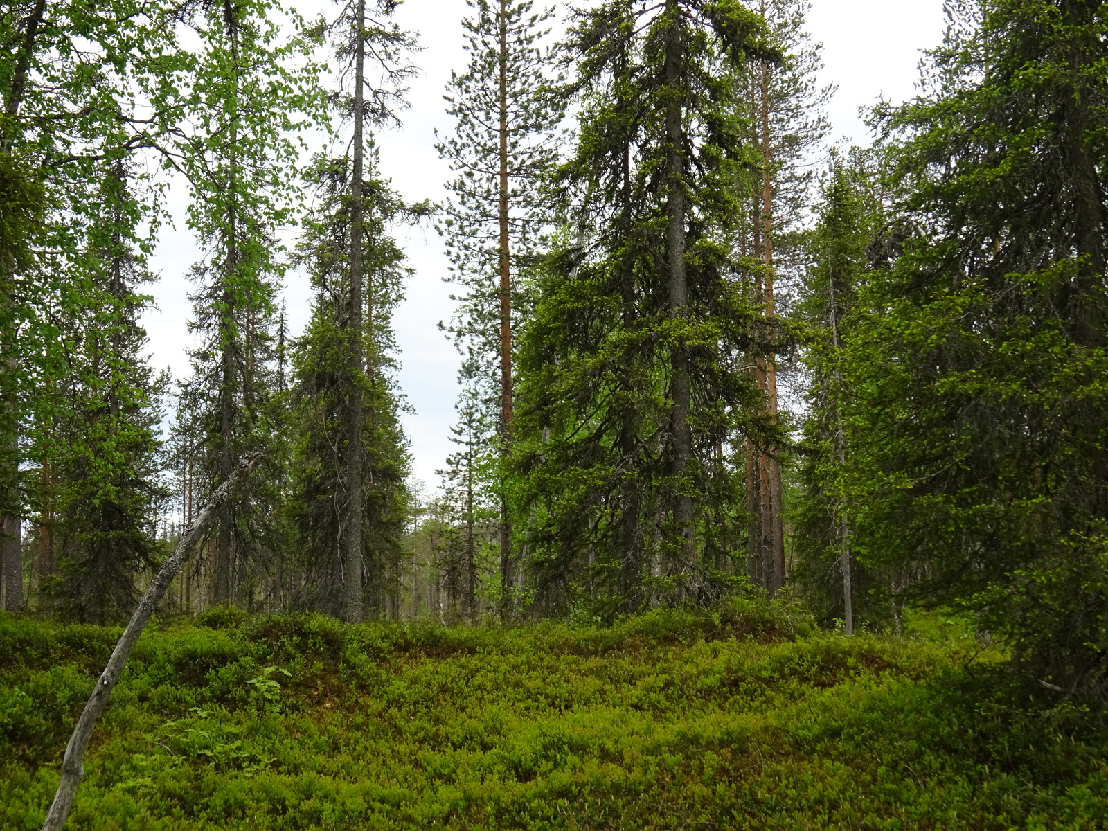 Vehreän kuusivaltaisen metsän aluskasvillisuutena on mustikanvarpuja.