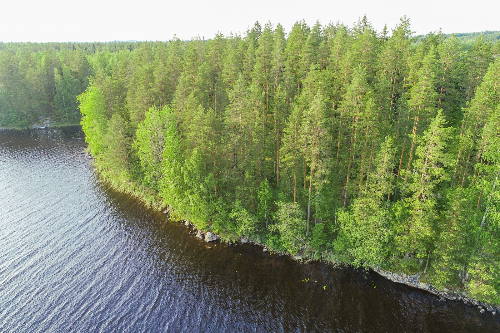 Saaressa kasvava kesäinen sekametsä reunustaa järven rantaa. Ilmakuva.