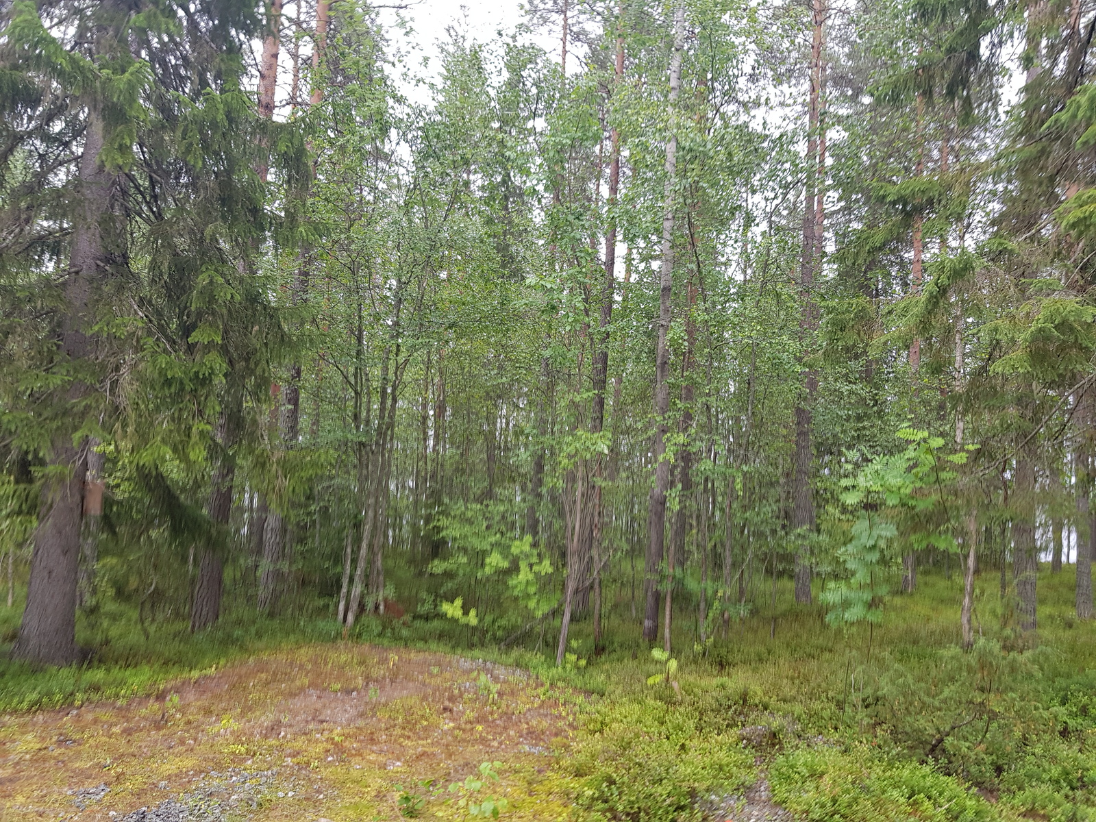 Kesäisessä sekametsässä kasvaa pihlajia, koivuja, kuusia ja mäntyjä.