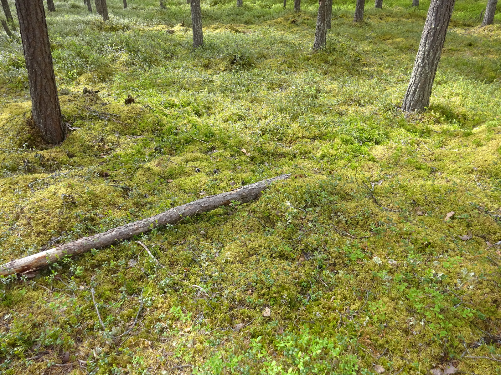 Kaatunut puu makaa sammalpeitteellä. Metsän aluskasvillisuutena on muun muassa puolukanvarpuja.