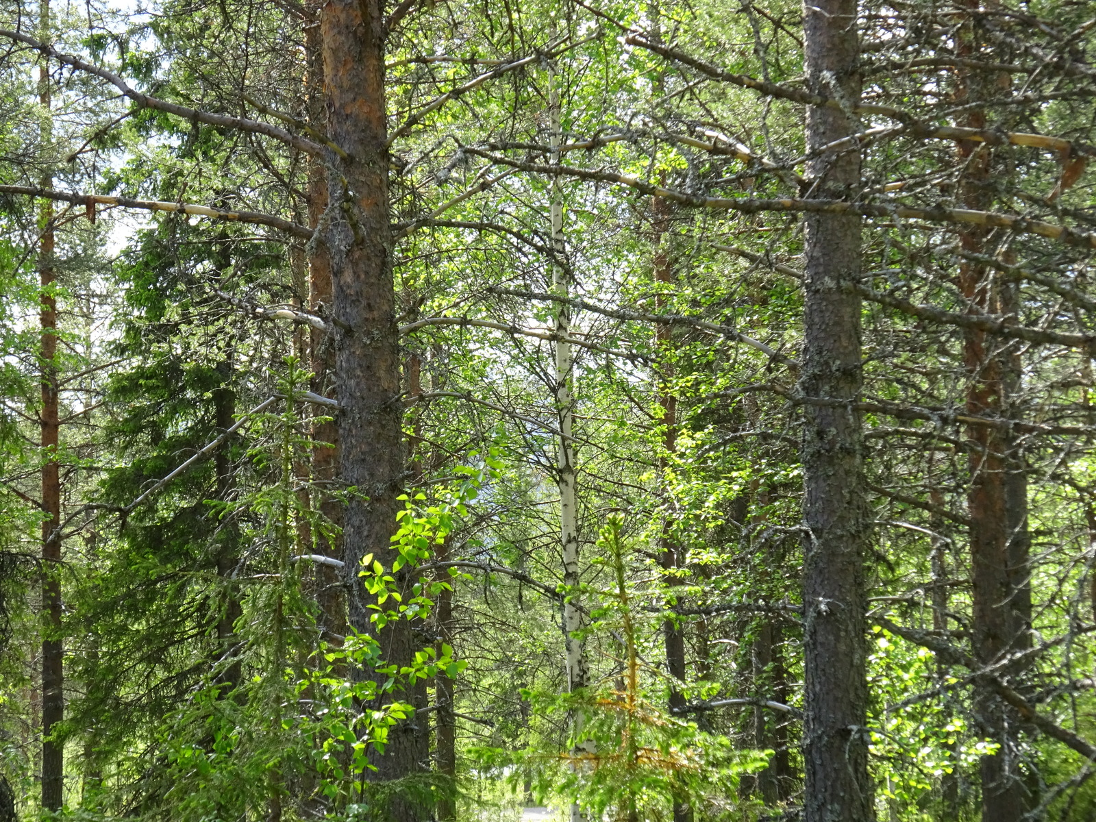 Aurinkoisen sekametsän koivuissa on tuoreet lehdet.