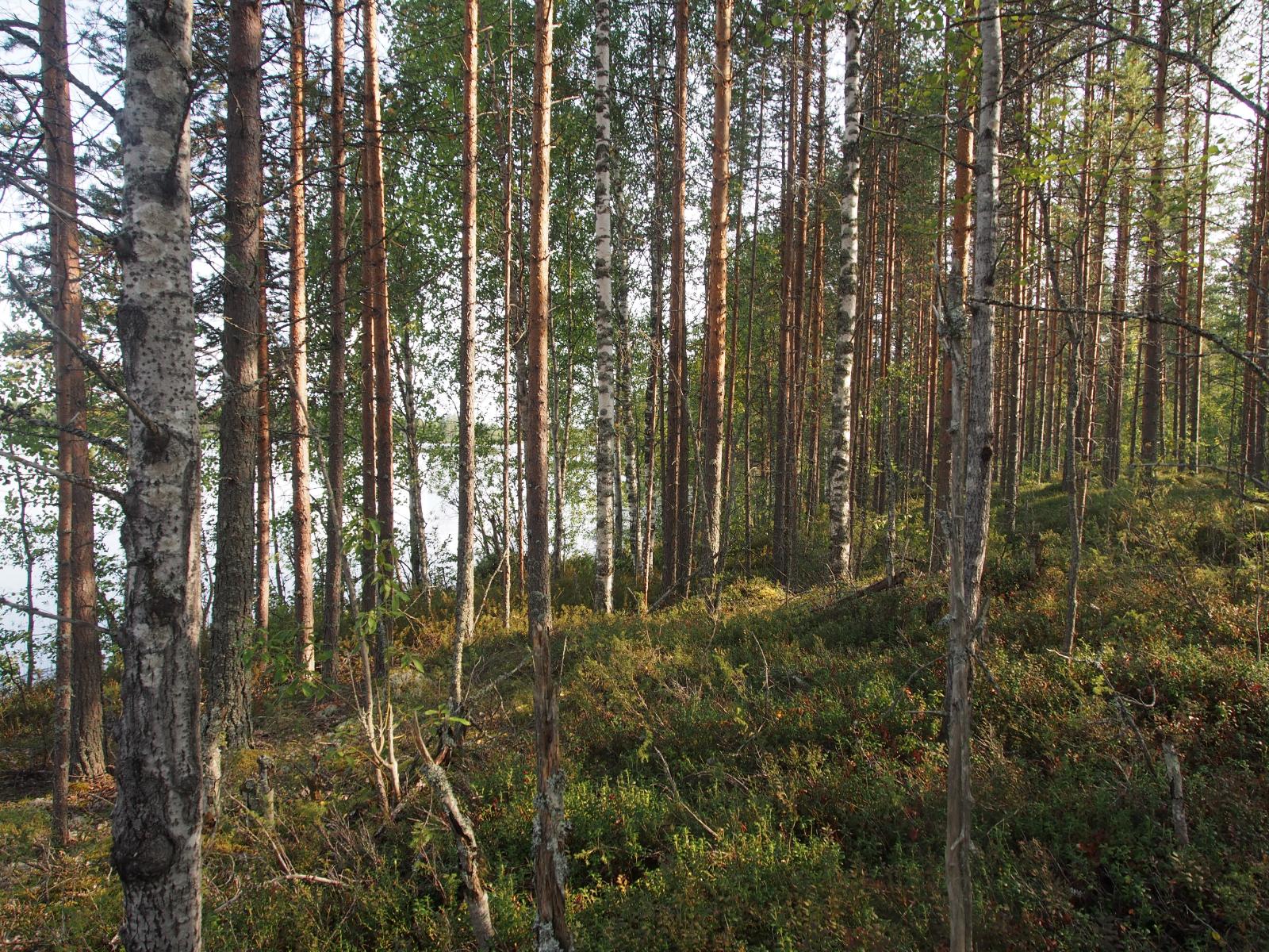 Mäntyvaltaisesssa metsässä kasvaa myös lehtipuita. Puiden lomasta häämöttää järvi.