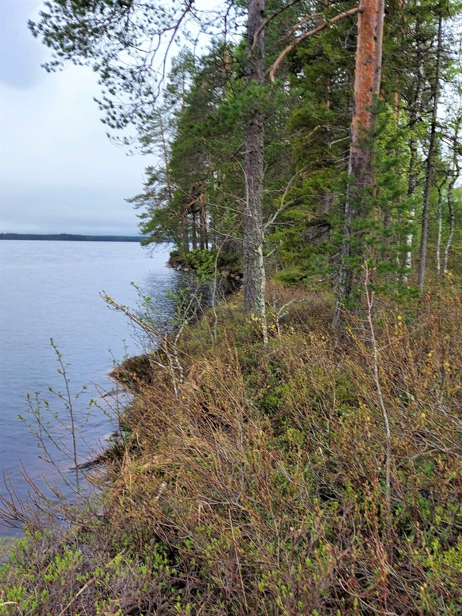 Männyt reunustavat järven rantaviivaa.