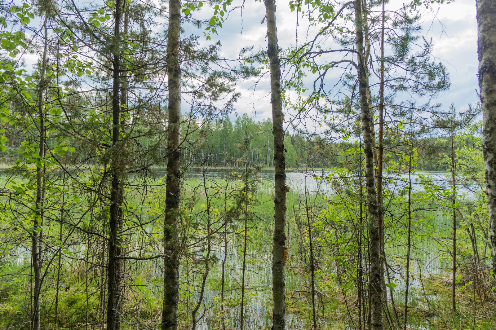 Rannassa kasvavien koivujen ja mäntyjen takana aukeaa järvimaisema. Rantavedessä on vesikasveja.