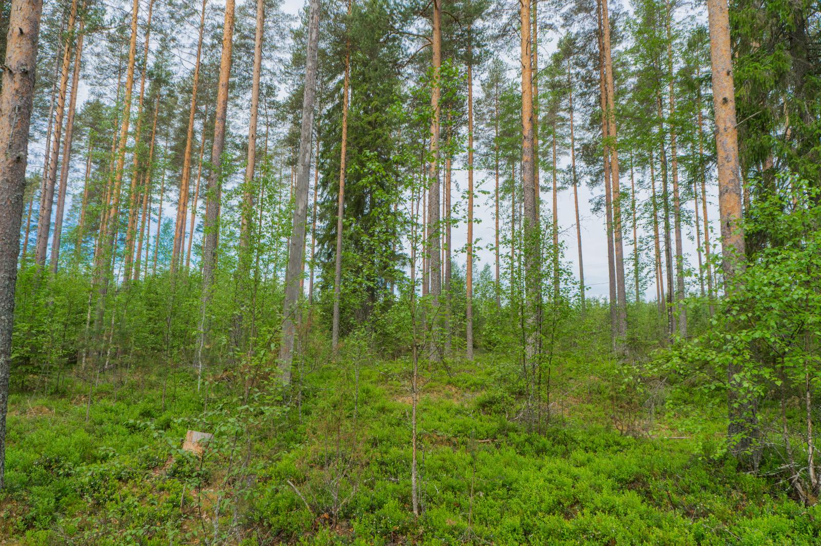 Kesäisessä sekametsässä kasvaa korkeita havupuita ja nuoria lehtipuita.