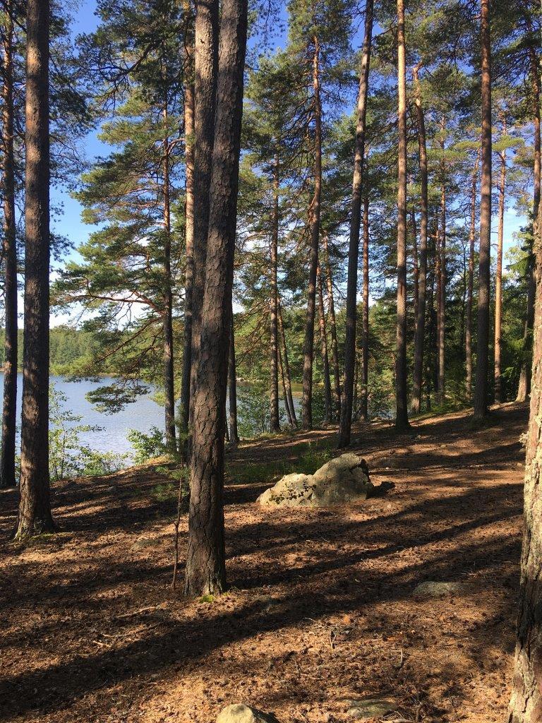 Rannan tuntumassa väljästi kasvavien puiden takana häämöttää järvi.