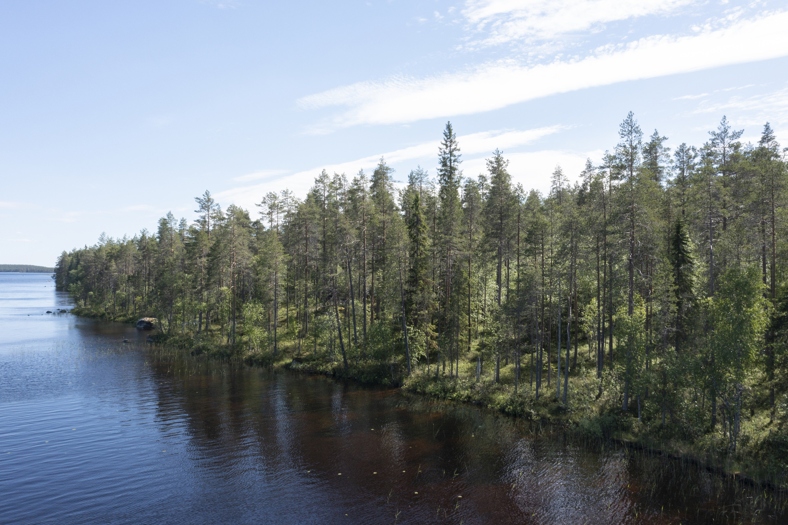 Kesämaisemassa havupuuvaltainen metsä reunustaa järveä. Ilmakuva.