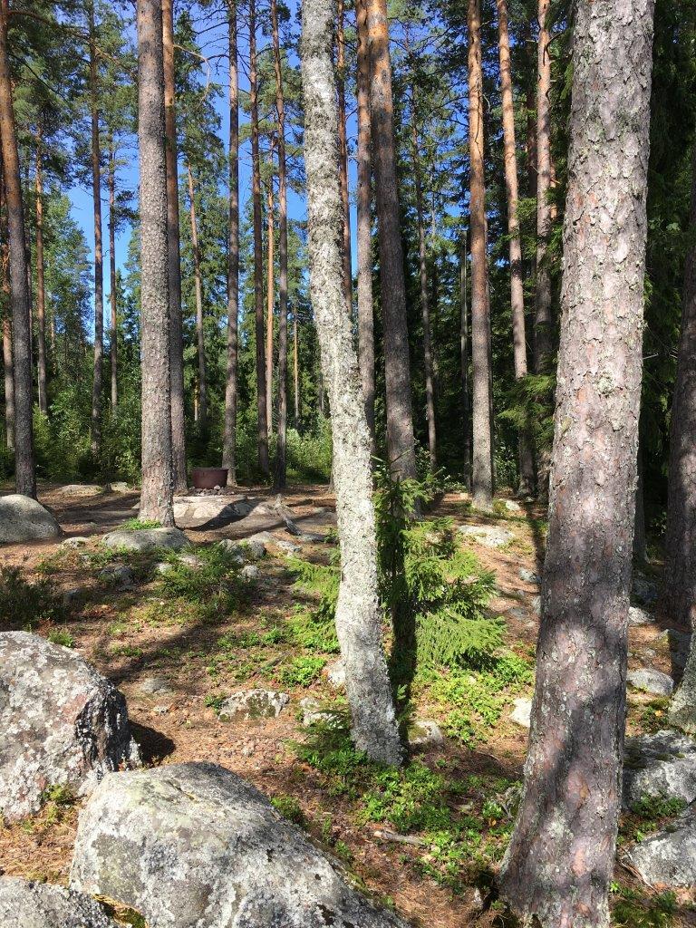 Kesäinen havumetsä kasvaa kivisessä maastossa.