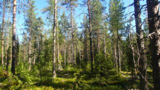 Aurinko paistaa havupuuvaltaiseen metsään.