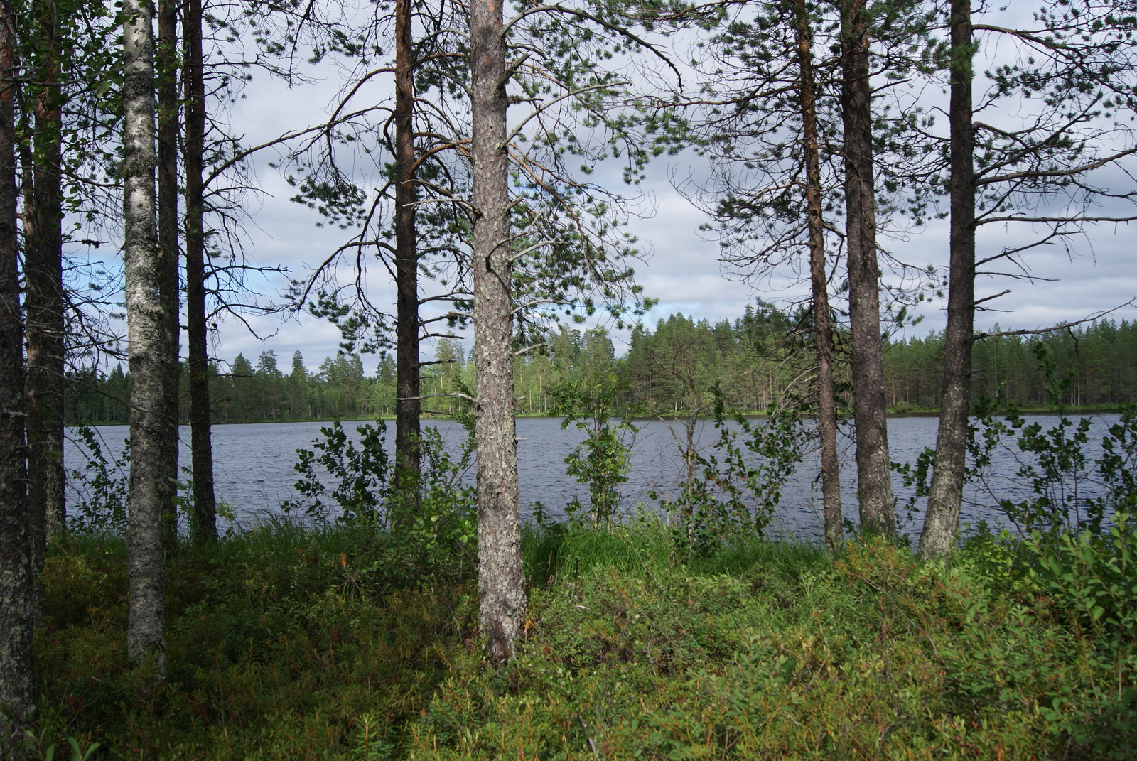 Rannalla kasvavien mäntyjen ja koivujen takana avautuu kesäinen järvimaisema.