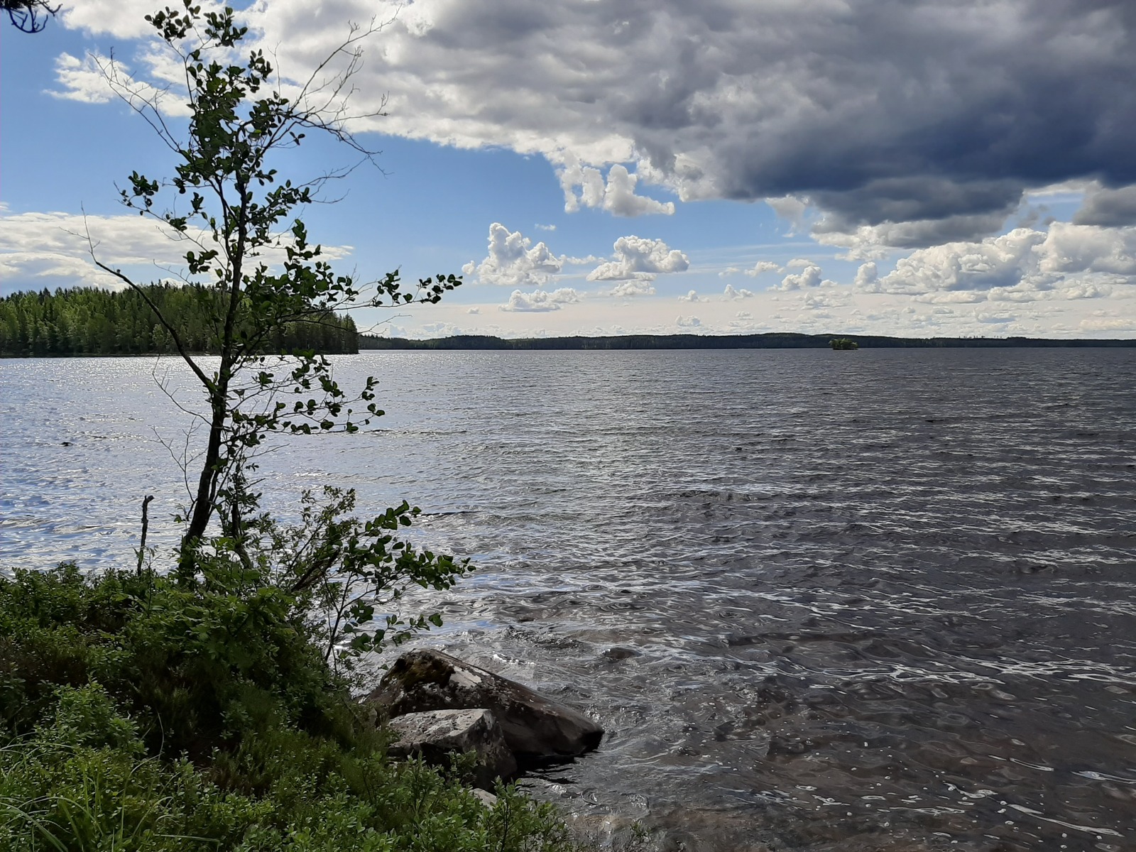 Rannassa kasvava nuori lehtipuu reunustaa kesäistä järvimaisemaa. Rantavedessä on kivi.