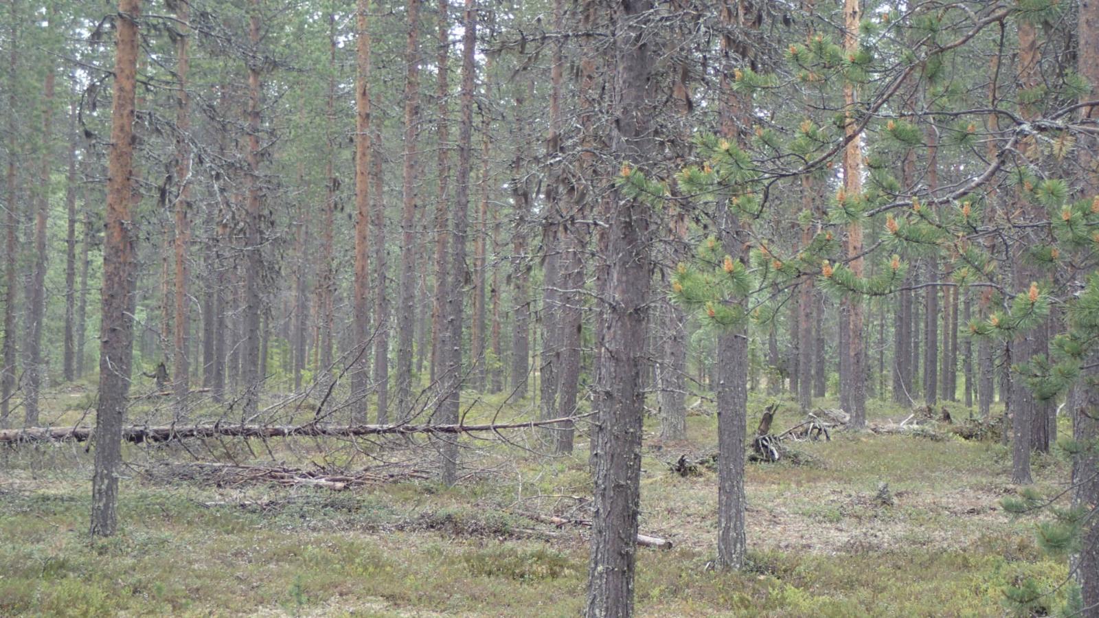 Kaatuneita puita kangasmetsässä.