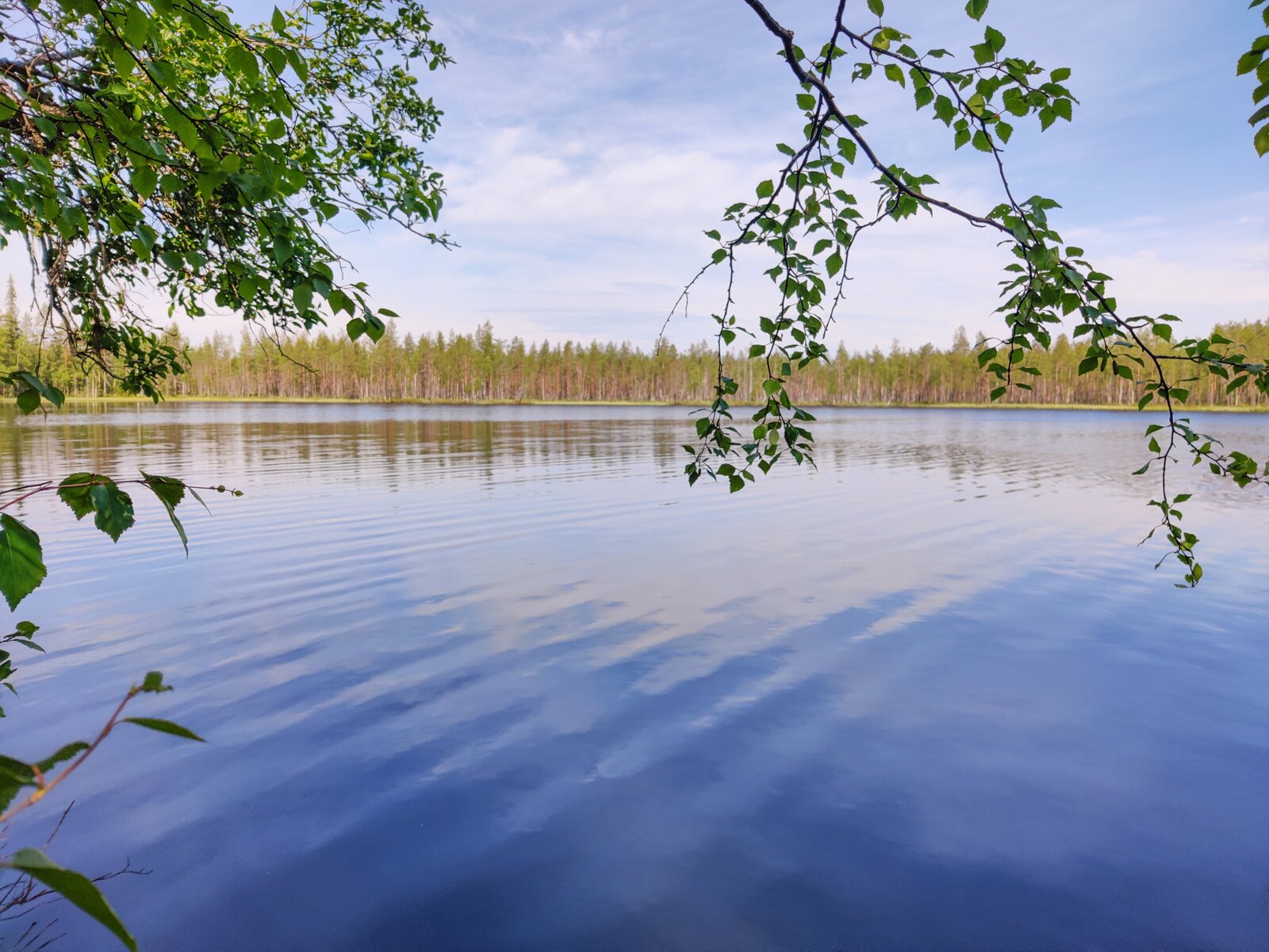 Koivun oksat reunustavat kesäistä järvimaisemaa. Lähes pilvetön taivas heijastuu veteen.