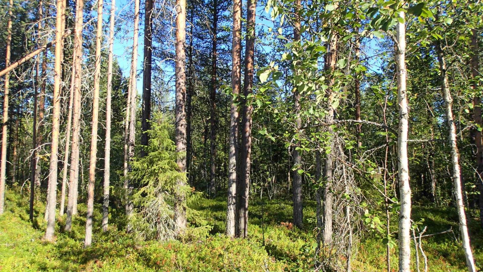 Aurinko paistaa tiheäkasvuiseen kangasmetsään.