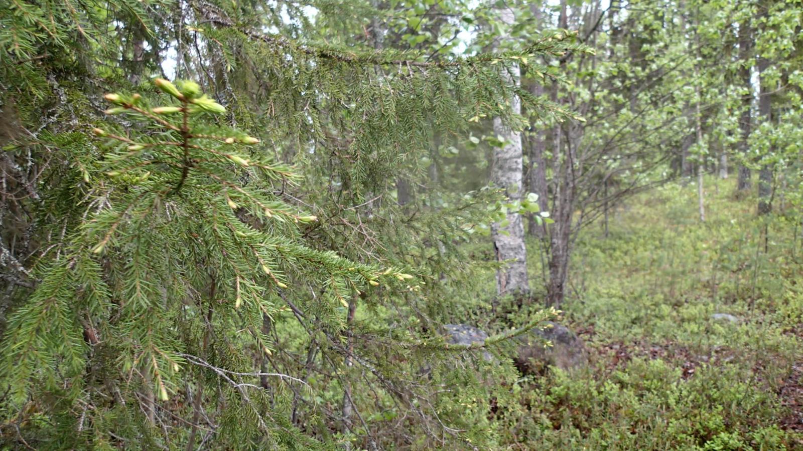 Sekametsässä kasvaa kuusia ja lehtipuita. Etualalla on kuusen oksia.