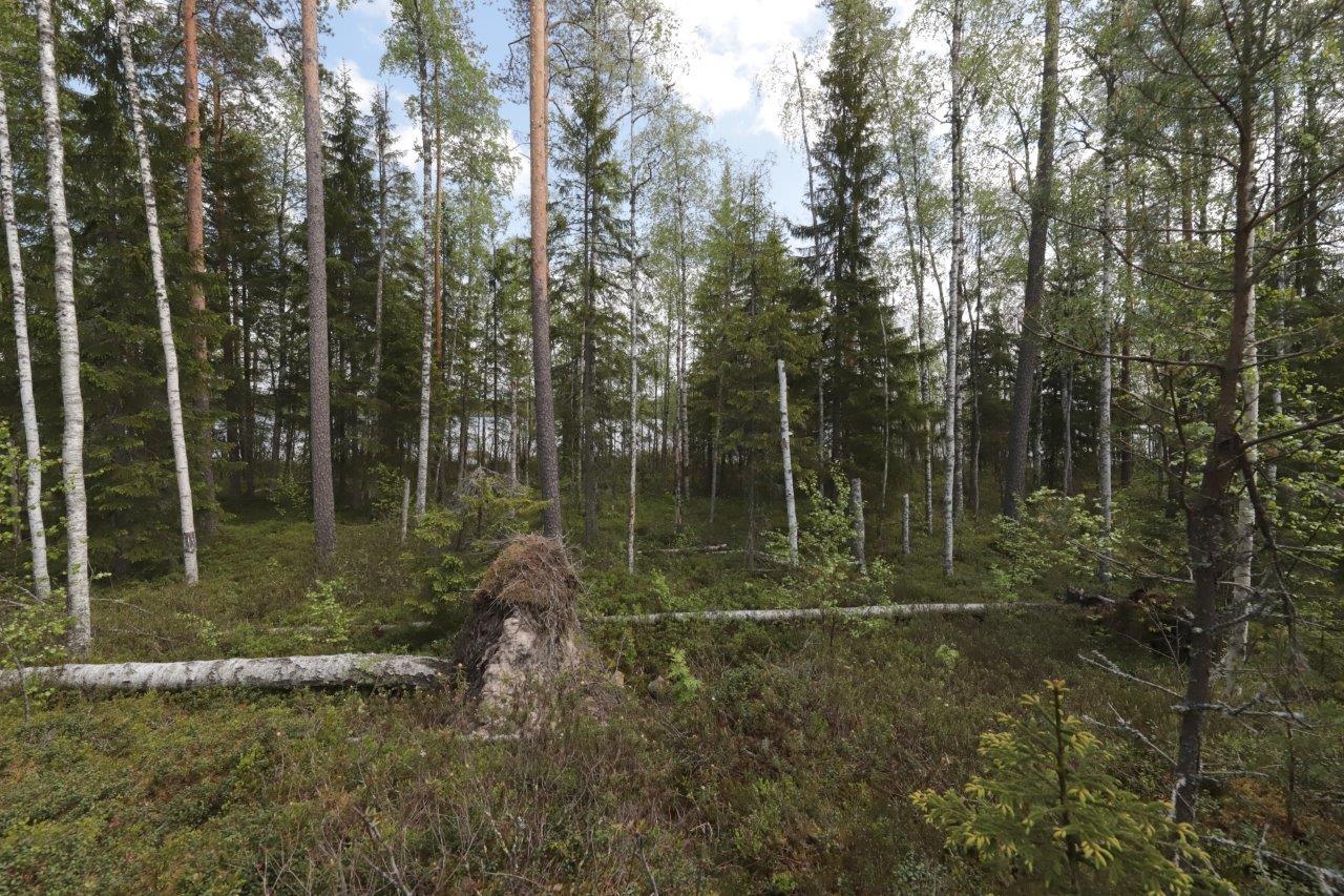 Kesäisen sekametsän takana häämöttää järvi. Etualalla on kaatuneita puita.