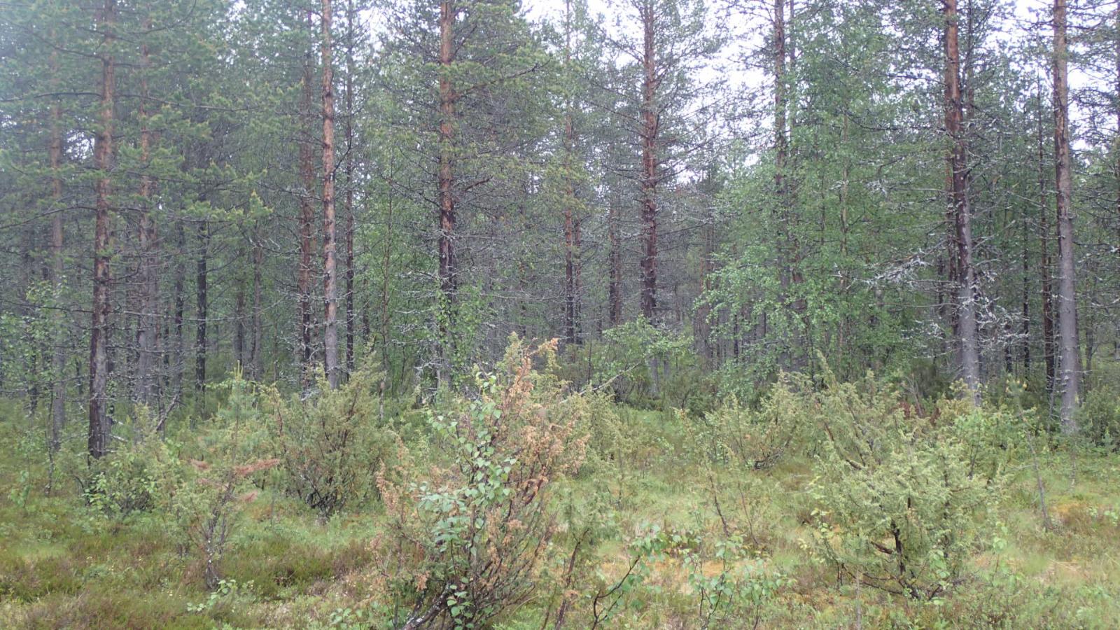 Mäntyvaltaisessa metsässä kasvaa myös koivuja. Etualalla on katajia.