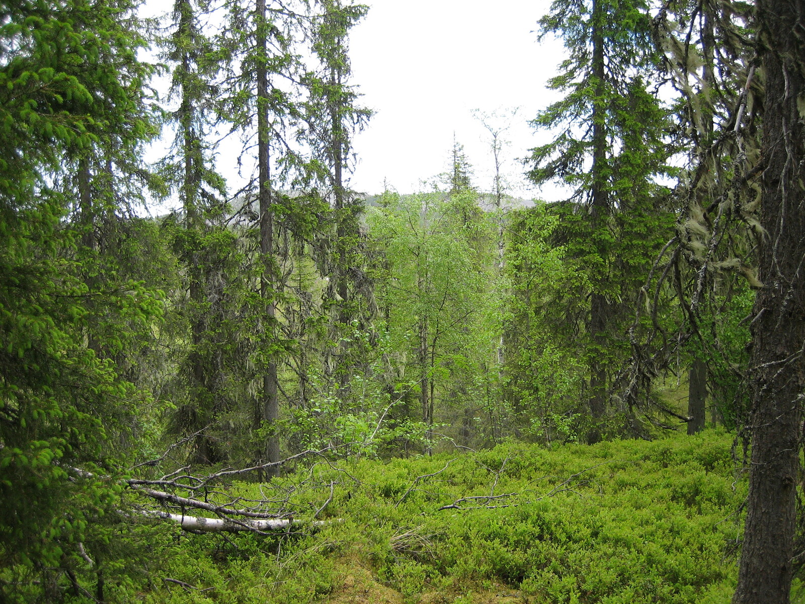 Kuusivaltaisesta metsästä avautuvan maiseman horisontissa kohoaa vaaroja.