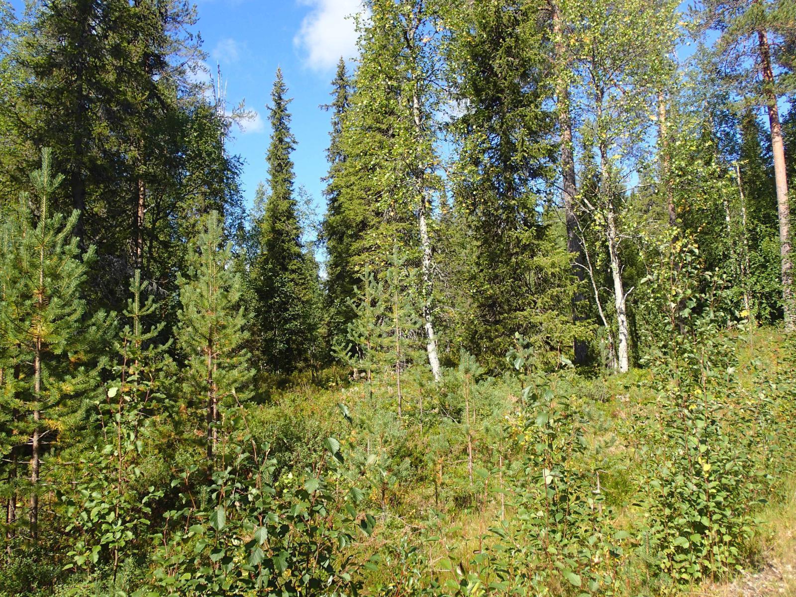 Aurinko paistaa kesäiseen sekametsään.