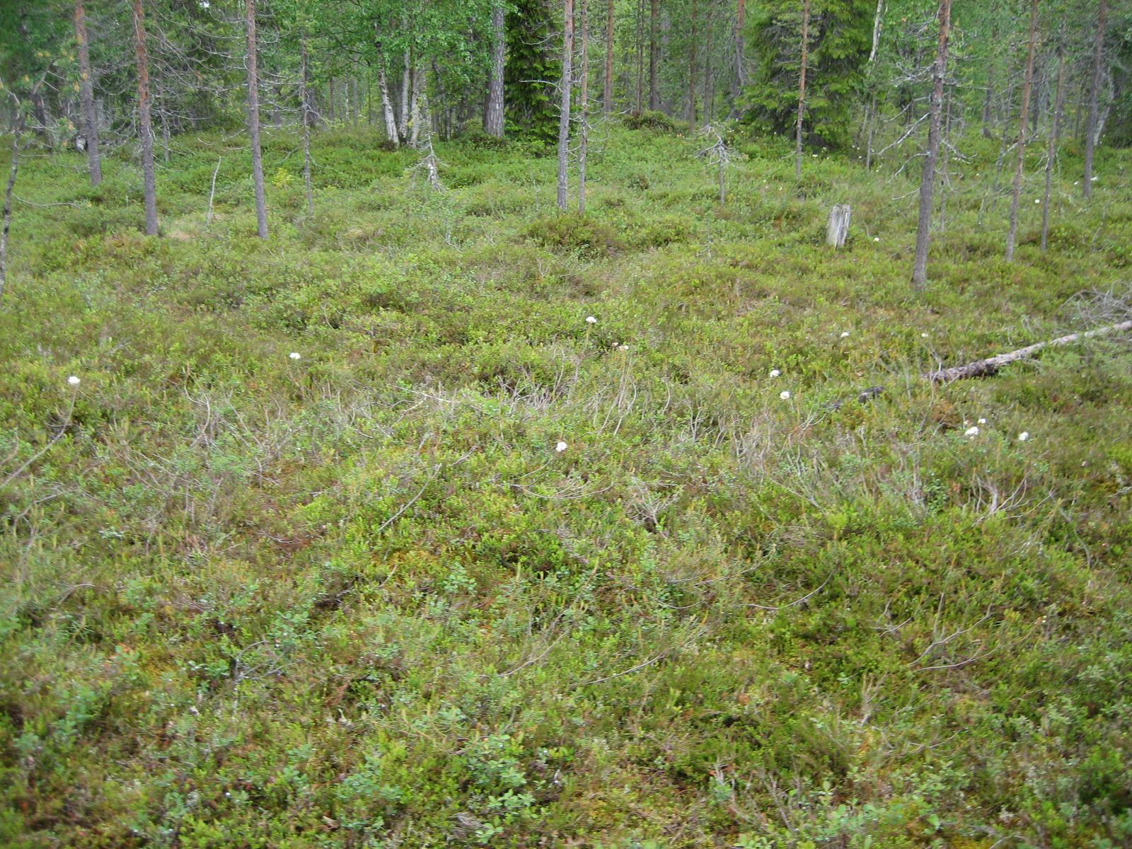 Kukkivia suopursuja aluskasvillisuuden joukossa.