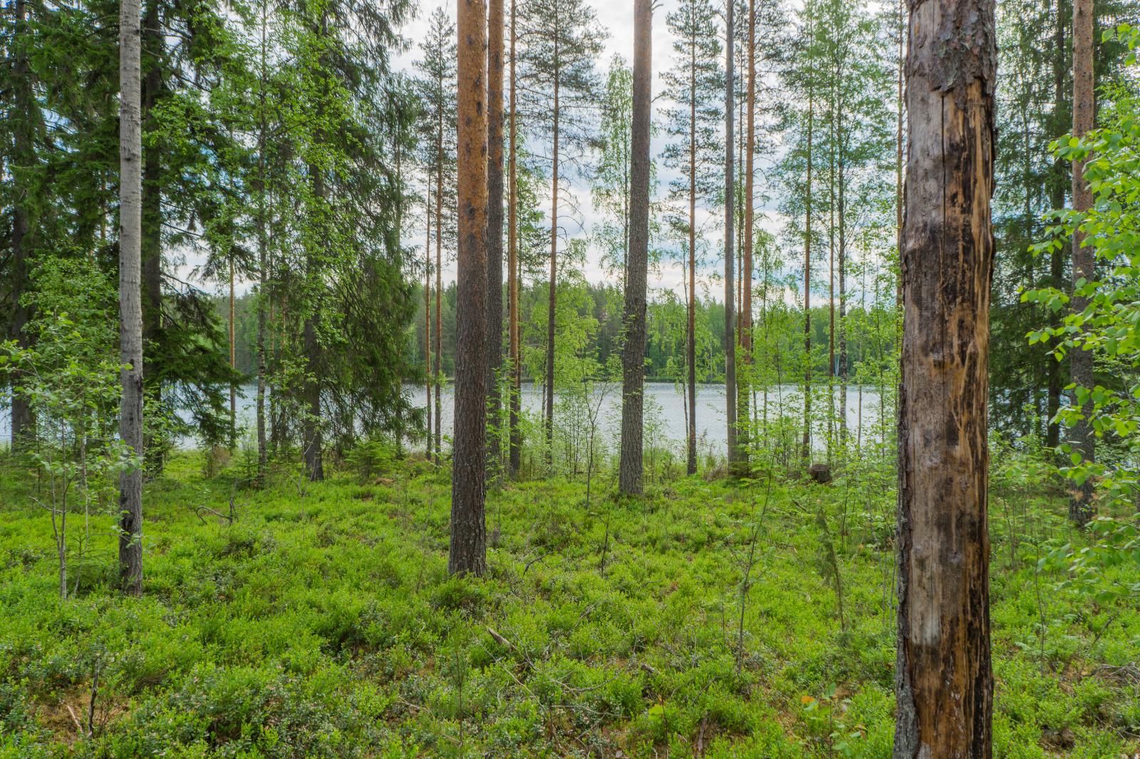 Rannassa kasvavan avaran sekametsän takana aukeaa järvimaisema.