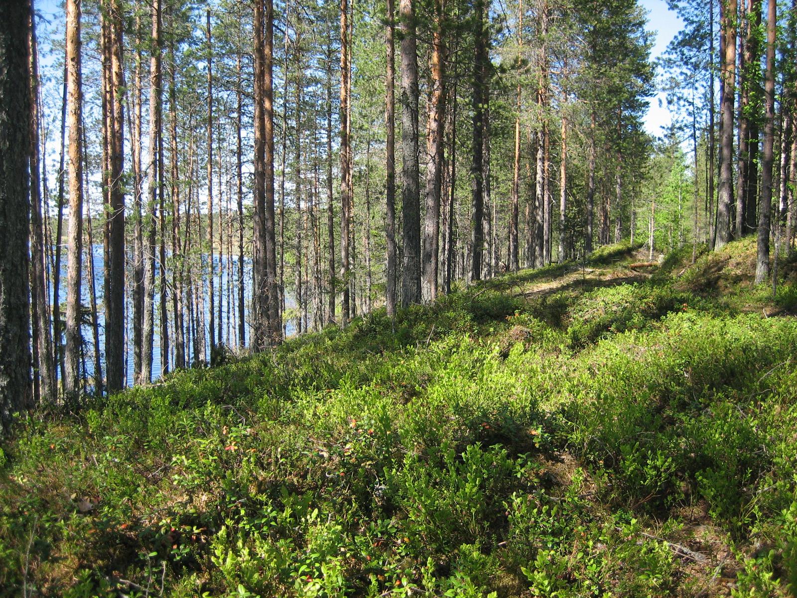 Aurinko paistaa rinteessä kasvavaan mäntymetsään. Taustalla häämöttää järvi.