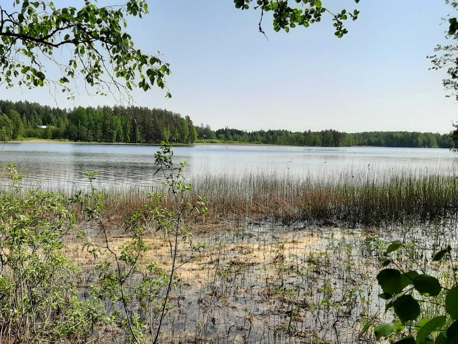 Järvelle avautuvassa maisemassa etualalla vesikasveja ja järven ylle kurkottavia koivun oksia.