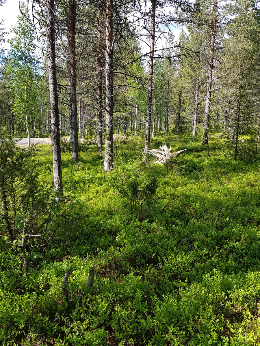 Aurinko paistaa kesäiseen havupuuvaltaiseen metsään. Vasemmalla kulkee tie.