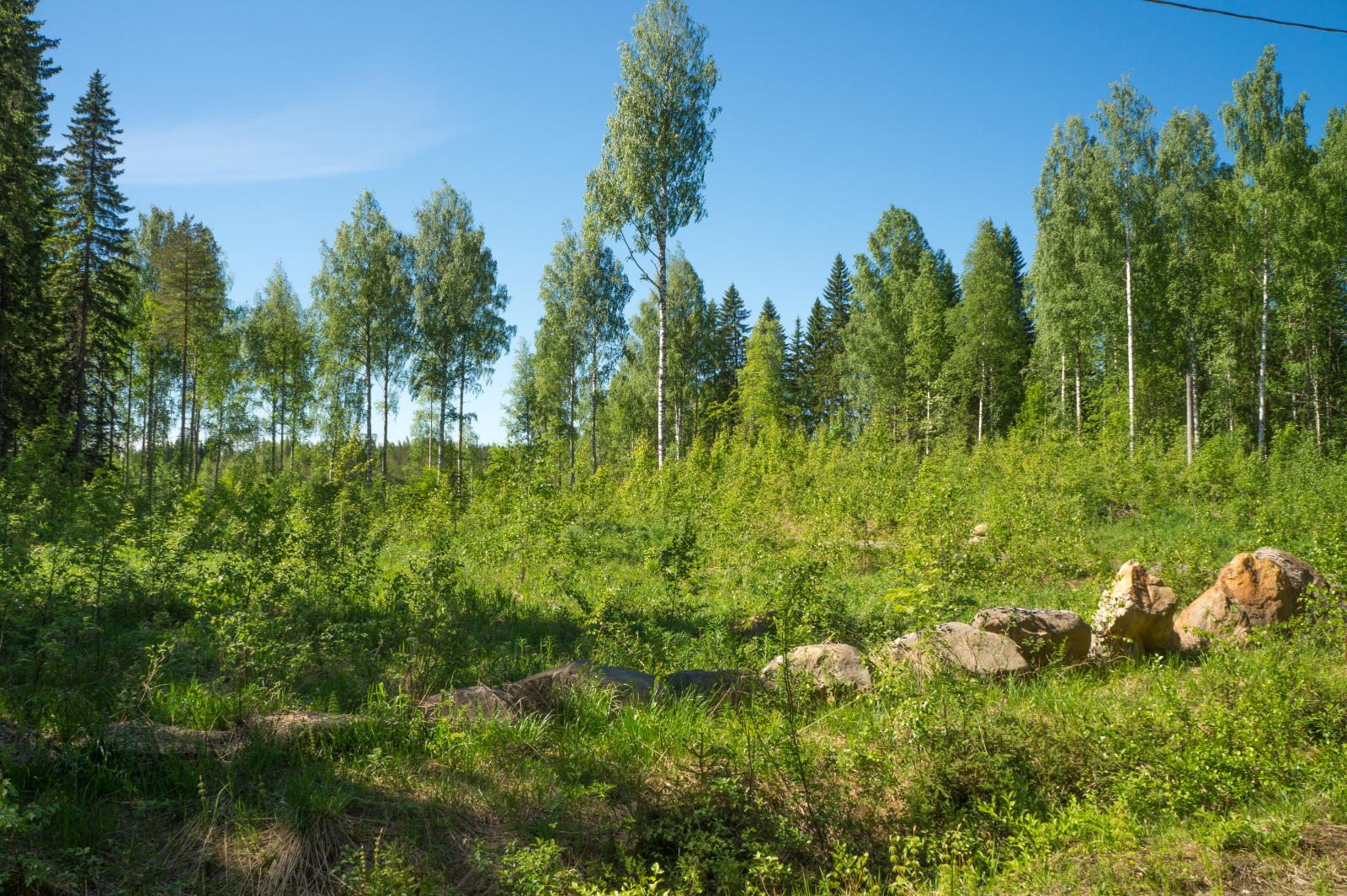 Pensaikkoa ja lehtipuita