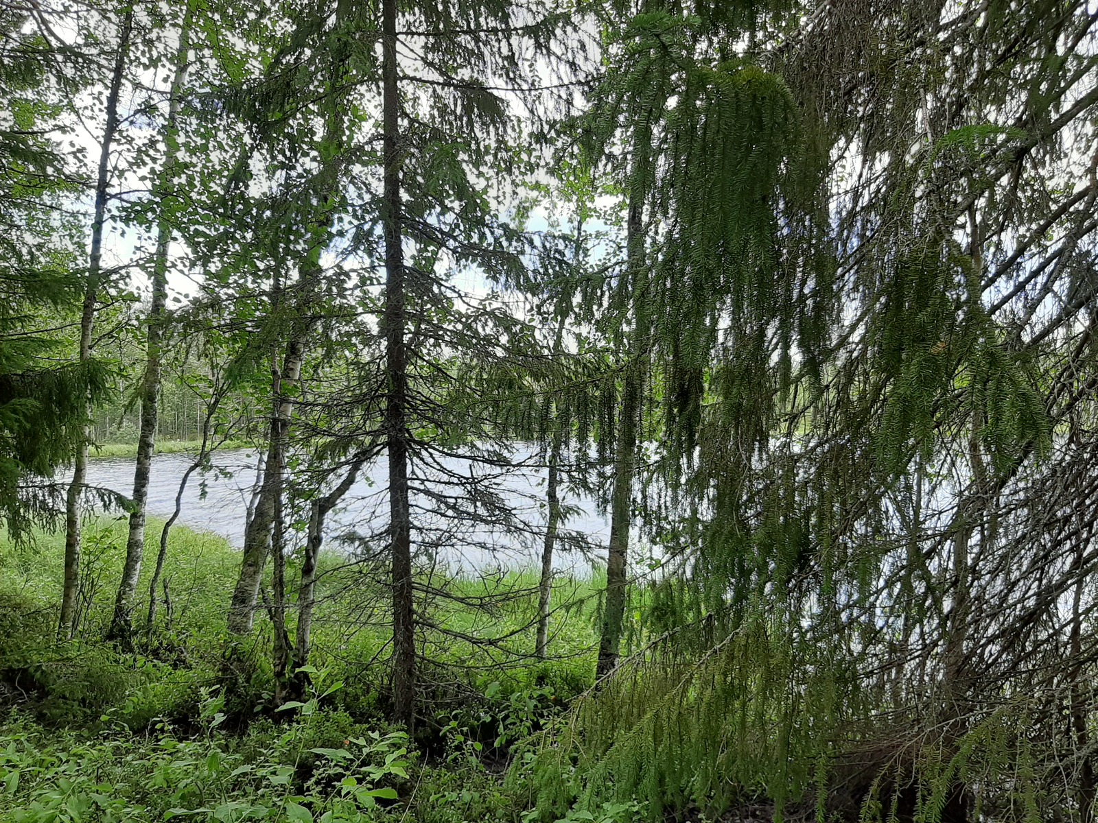 Rannassa kasvavien koivujen ja kuusten takana avautuu kesäinen järvimaisema.