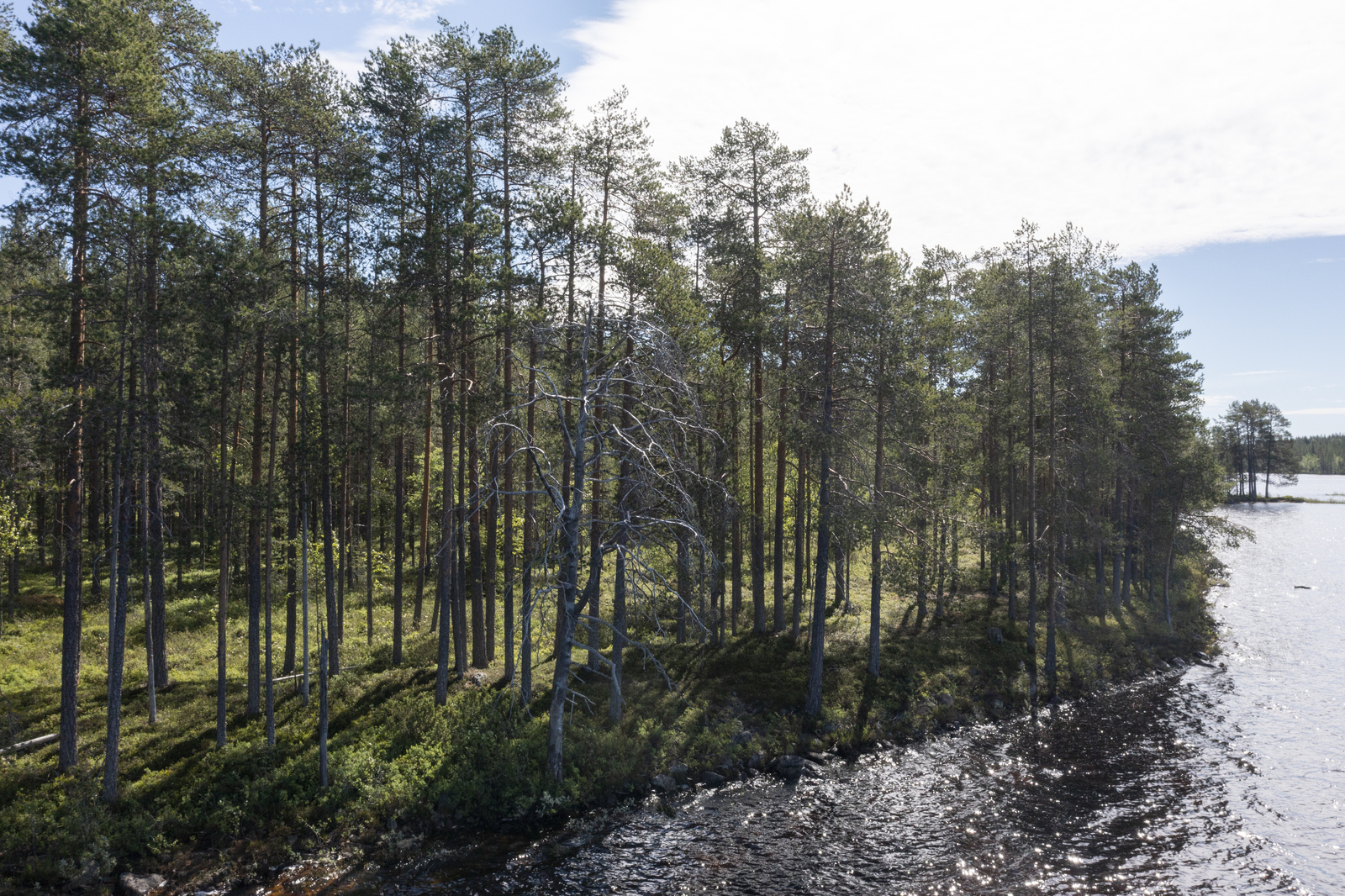 Mäntyvaltainen metsä reunustaa järveä oikealle kaartuvassa rantaviivassa.