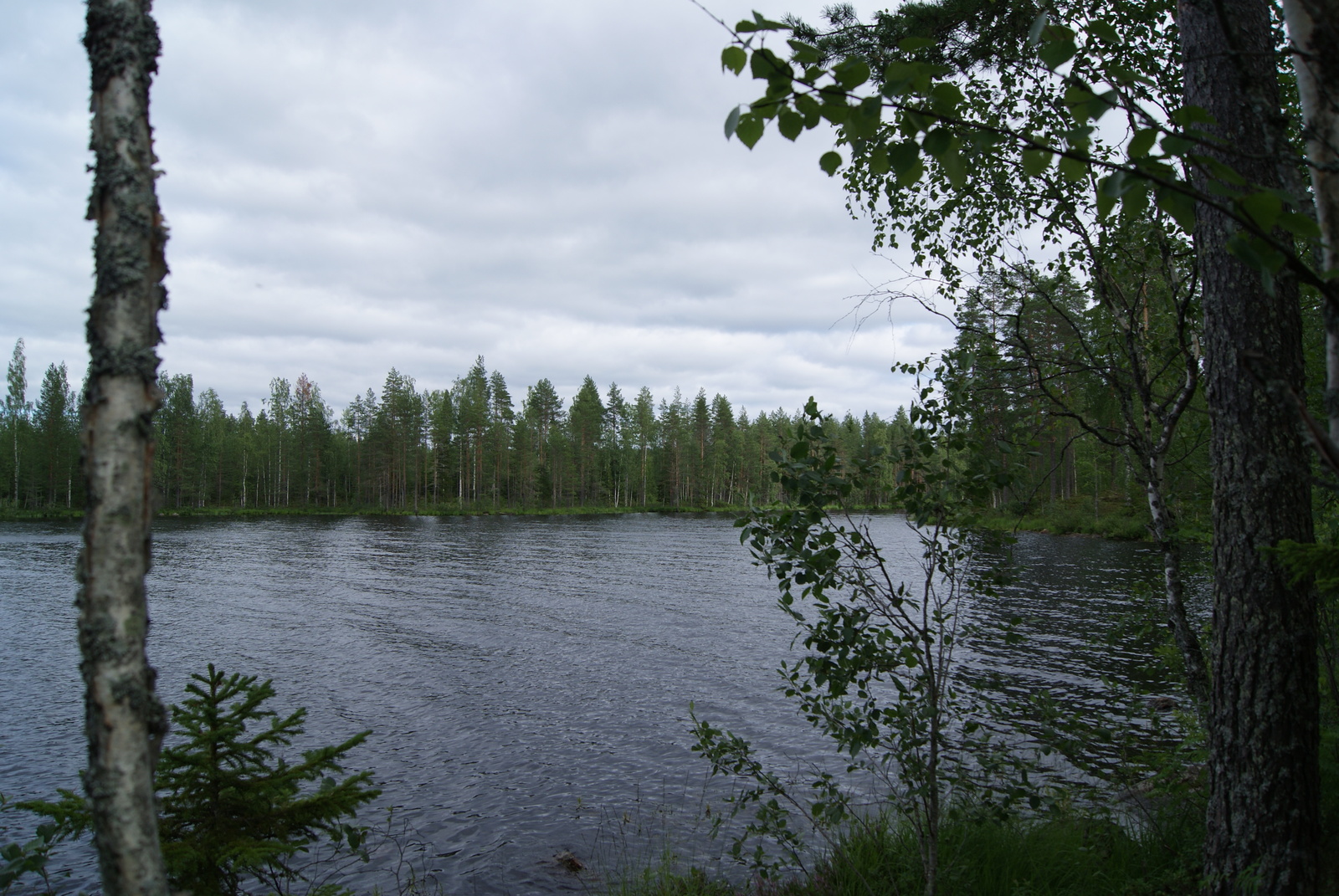 Mänty ja nuoret lehtipuut reunustavat kesäistä järvimaisemaa.