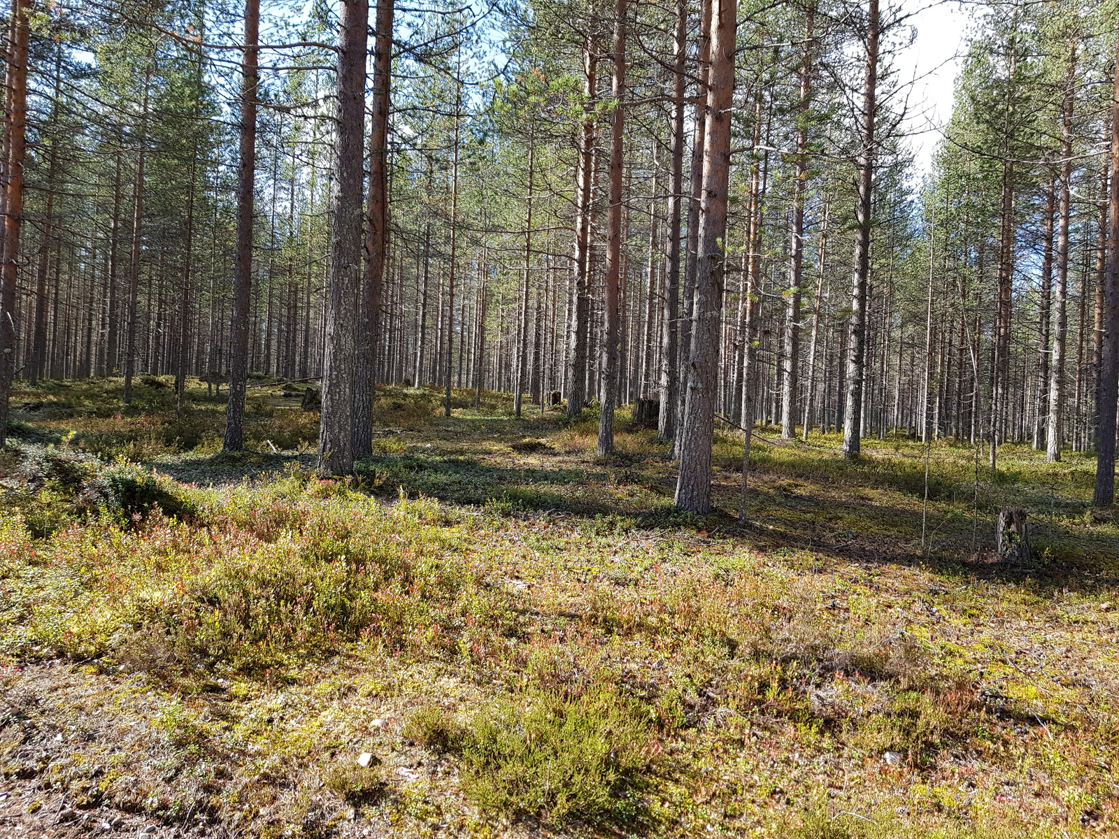 Aurinko paistaa avaralle mäntykankaalle.