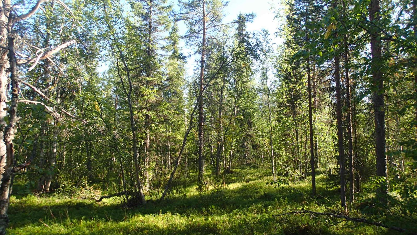 Aurinko paistaa tiheäkasvuiseen sekametsään.