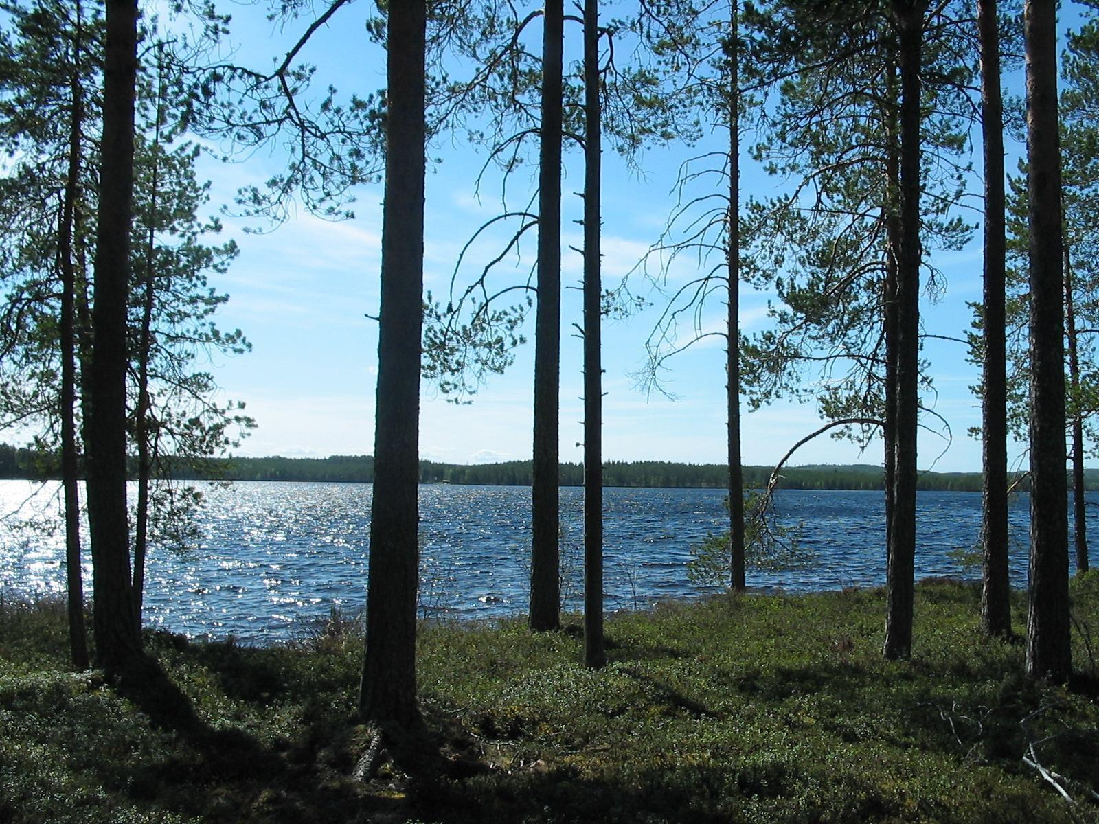 Rannassa väljästi kasvavien mäntyjen takana avautuu kesäinen järvimaisema.