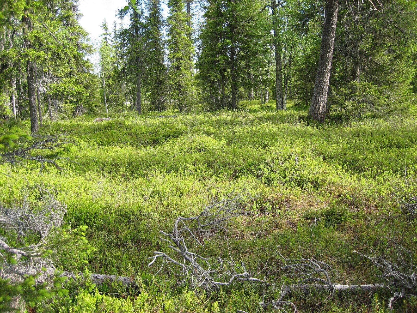 Aurinko paistaa puuttomalle alueelle kuusivaltaisessa metsässä. Aluskasvillisuutena on mustikoita.