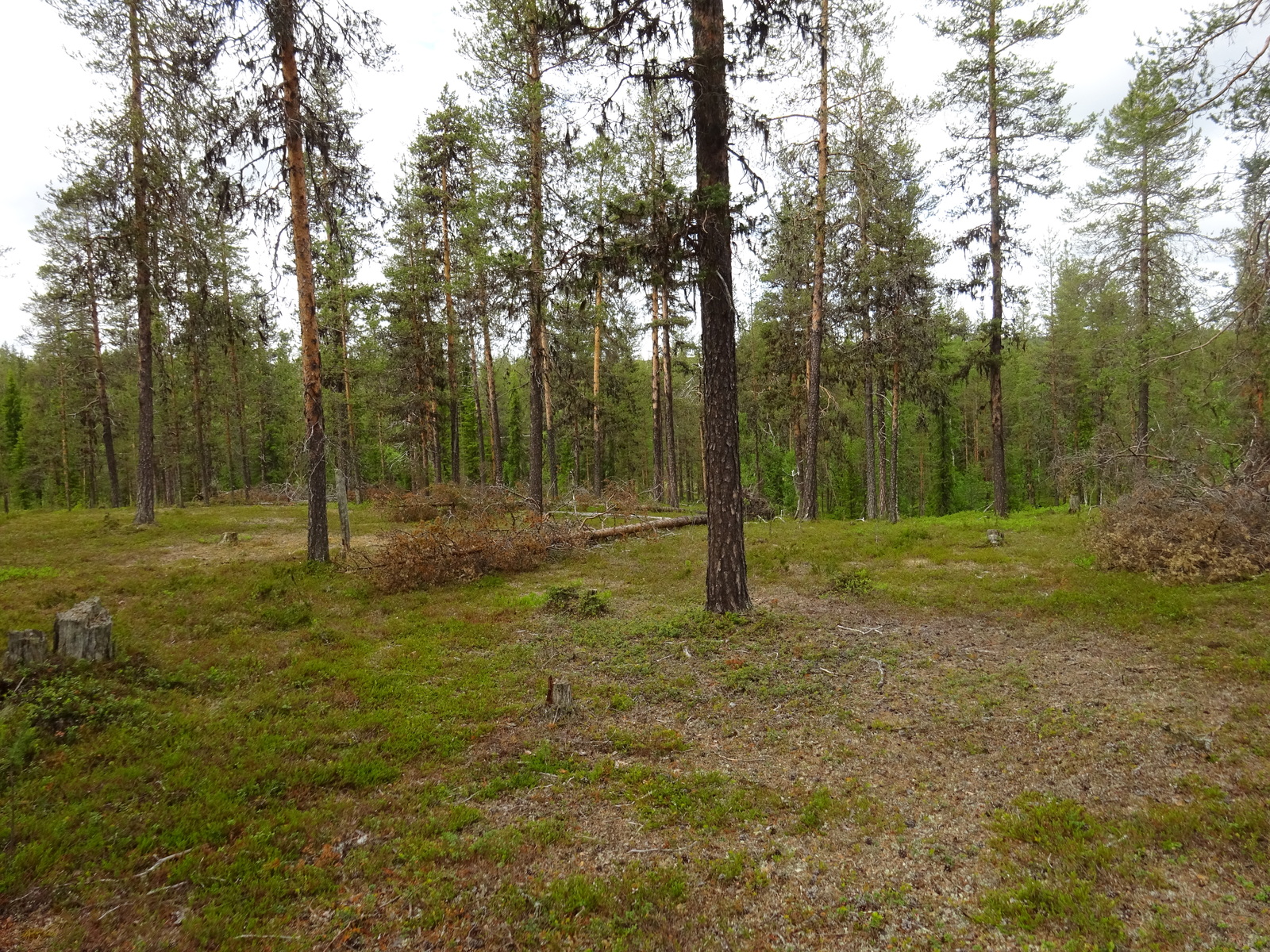 Kaatuneita puita hiekkapohjaisella mäntykankaalla loivasti kumpuilevassa maastossa.