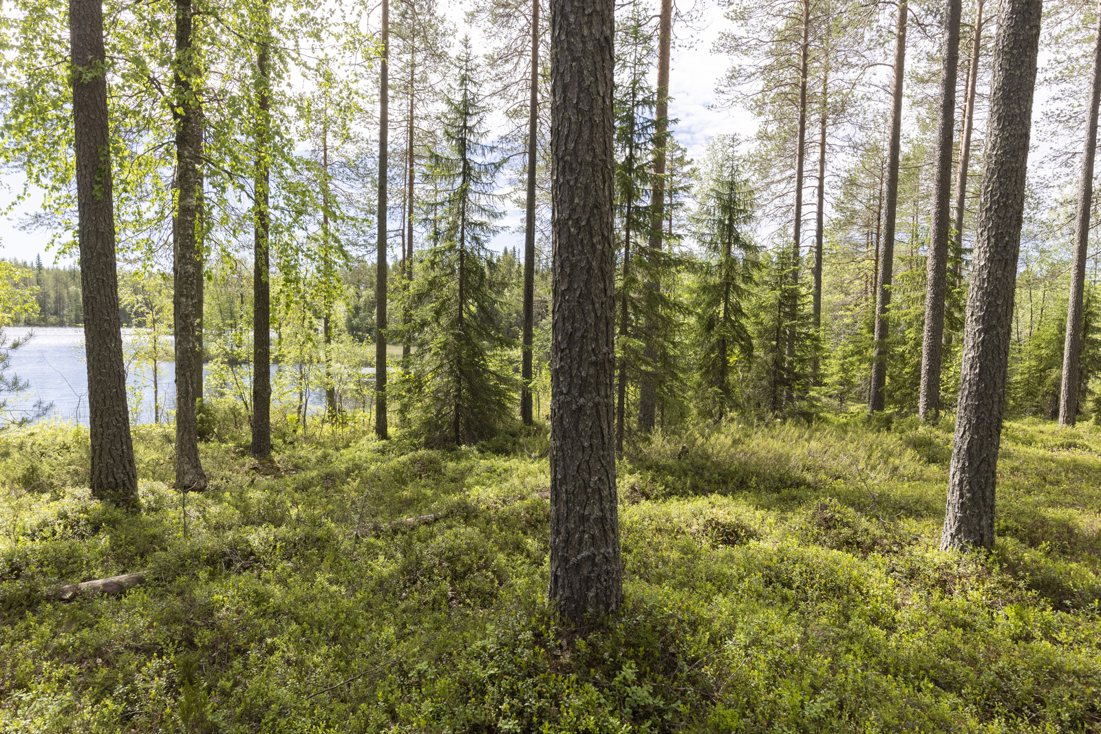 Rannan tuntumassa väljästi kasvavien puiden takana avautuu kesäinen järvimaisema.