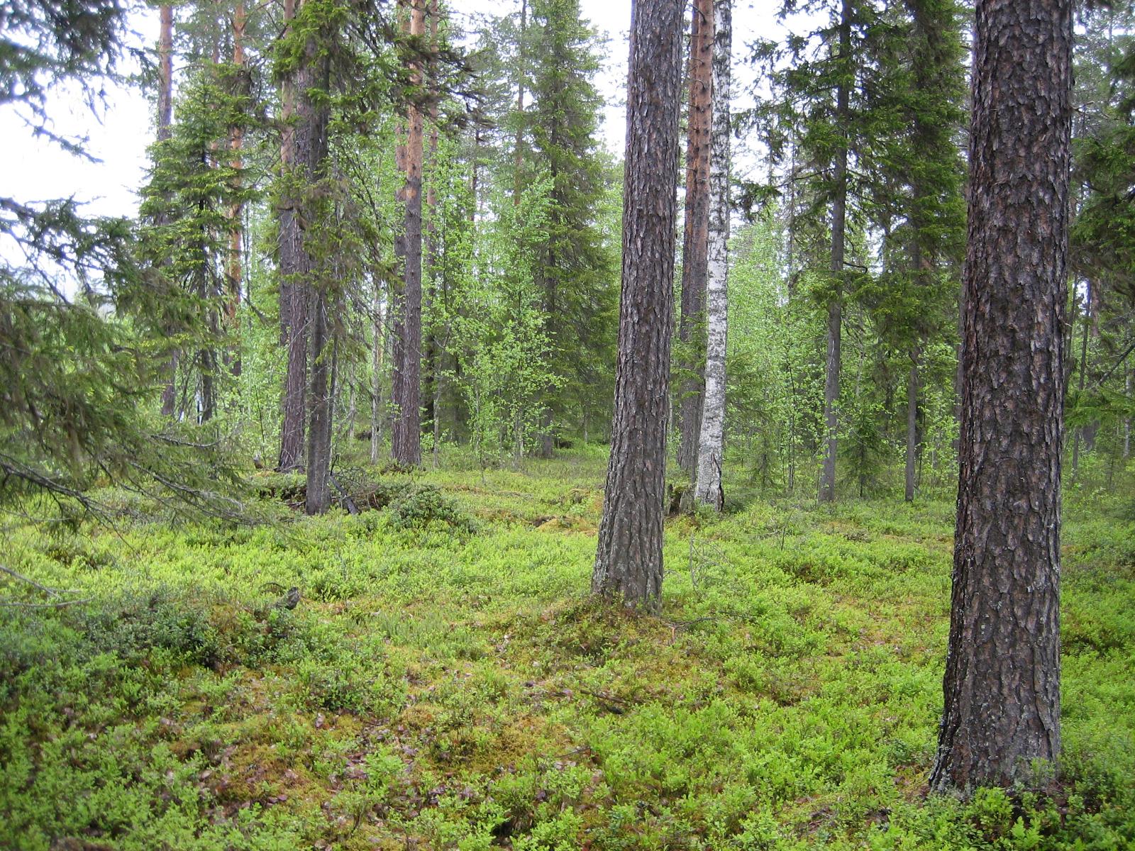 Kesäisessä sekametsässä kasvaa koivuja, kuusia ja mäntyjä.