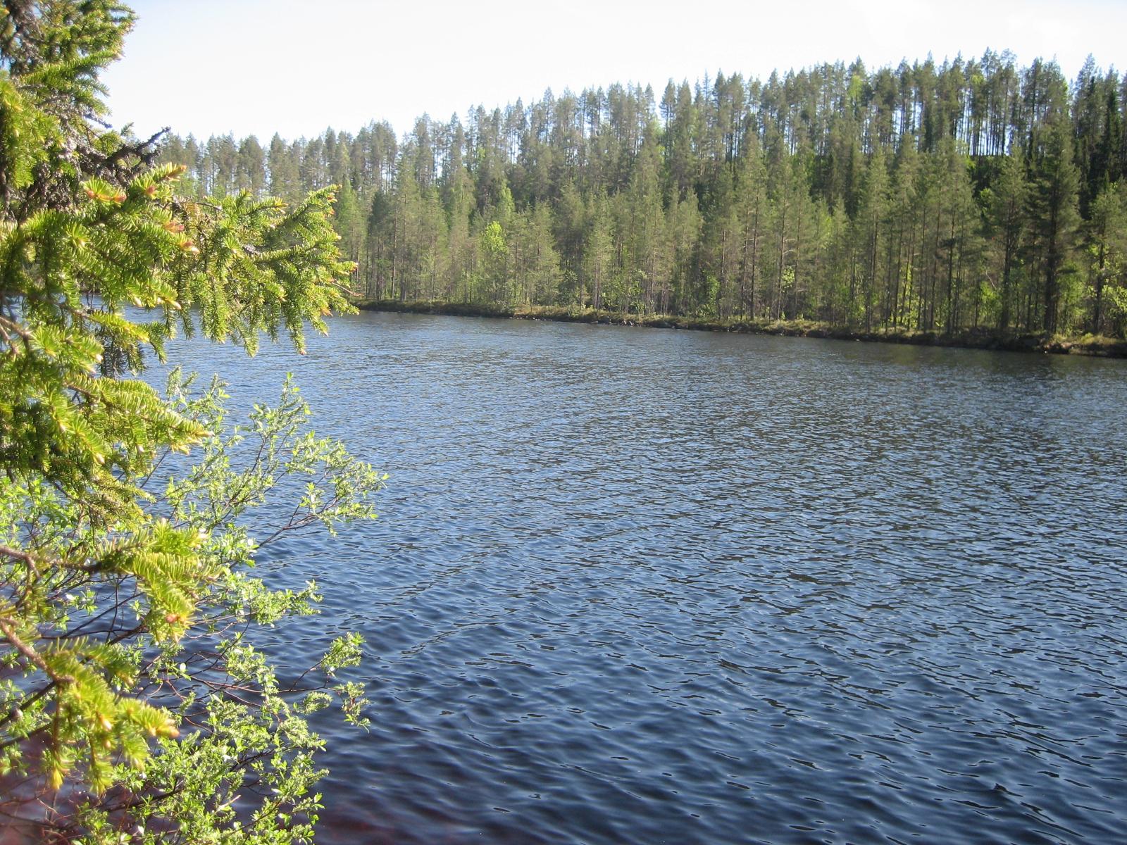 Vasemmalla kuusen oksat reunustavat kesäistä järvimaisemaa. Vastarannalla mäntyvaltainen metsä.