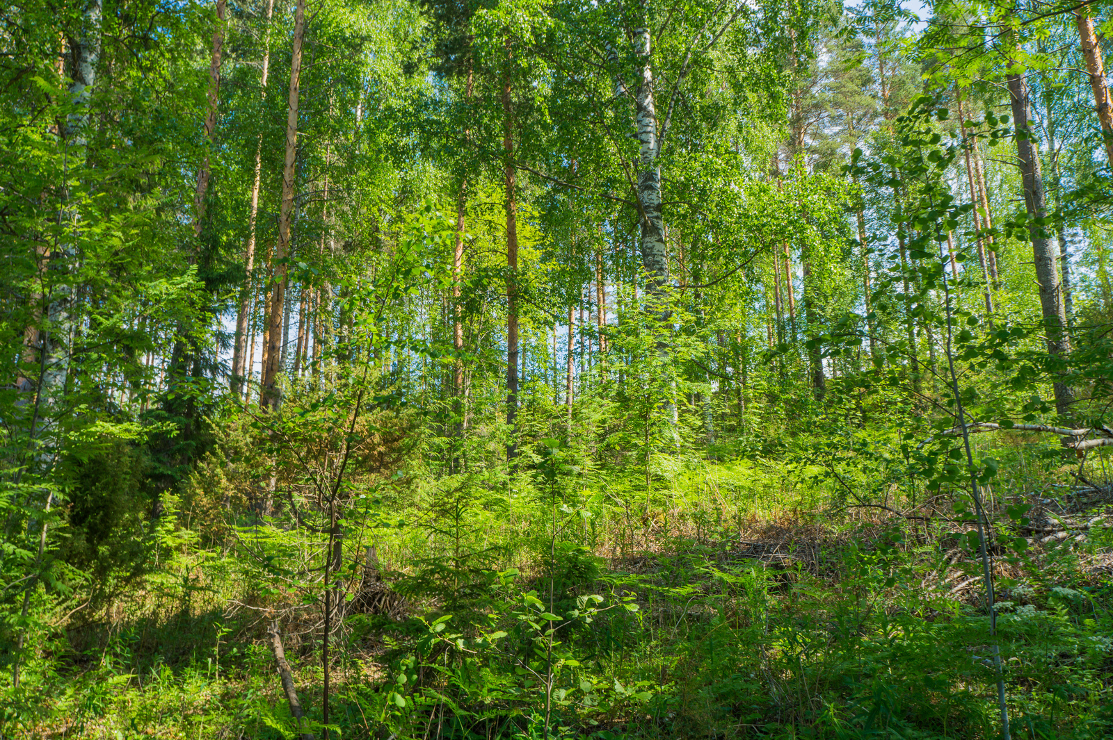 Aurinko paistaa loivassa rinteessä kasvavaan vehreään sekametsään.