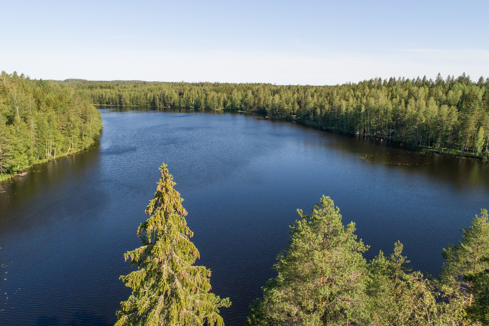 Suurien havupuiden latvojen takana avautuu kesäinen järvimaisema, jota reunustaa metsä. Ilmakuva.