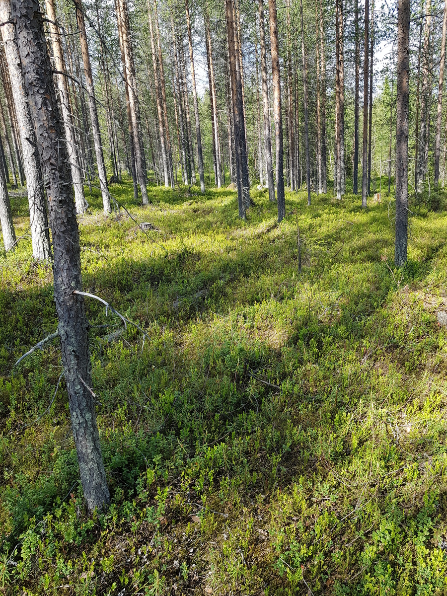 Aurinko paistaa avaraan mäntymetsään.