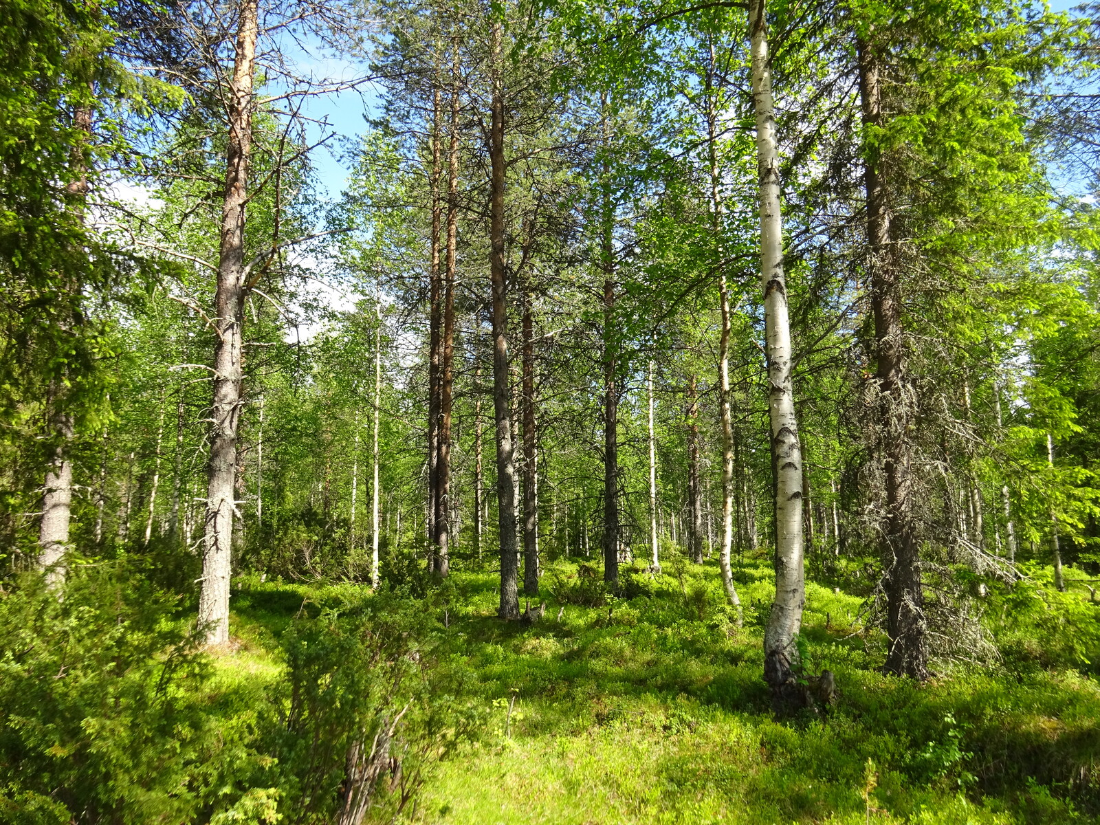 Aurinko paistaa sekametsään, jossa kasvaa koivuja, mäntyjä, kuusia ja katajia.