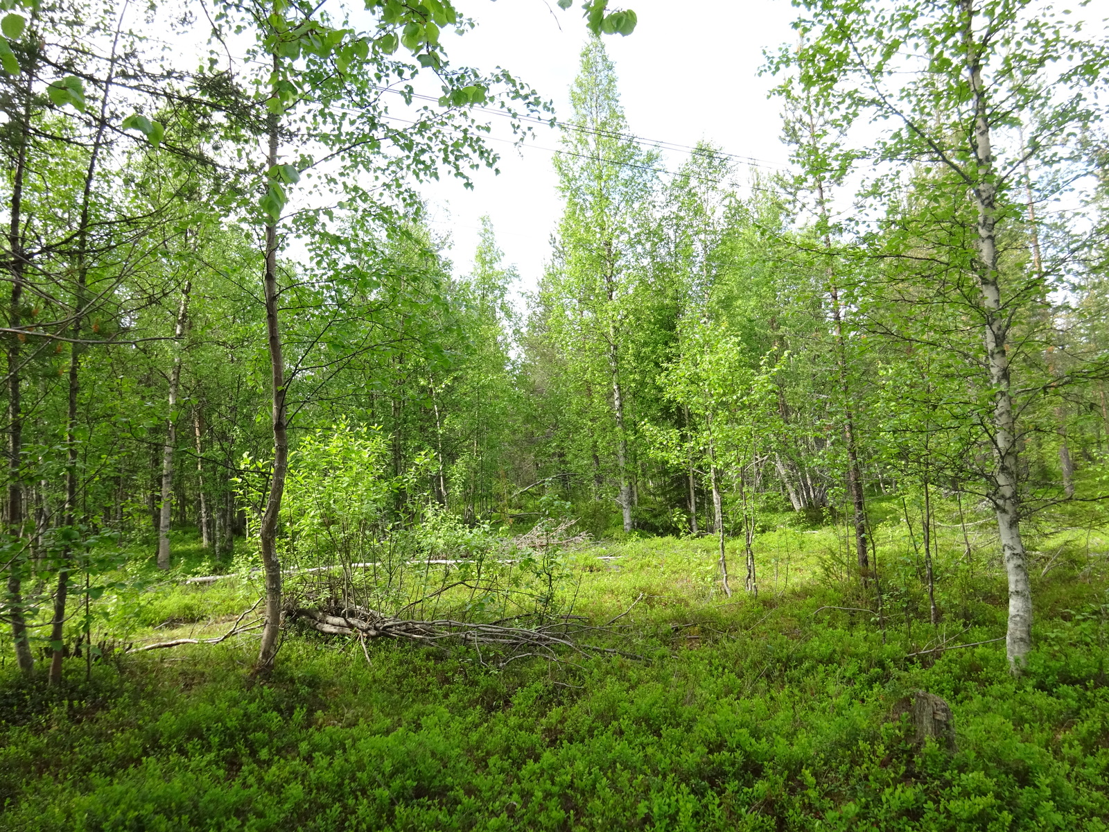 Kesäisessä sekametsässä kasvaa vehreitä koivuja ja havupuita.