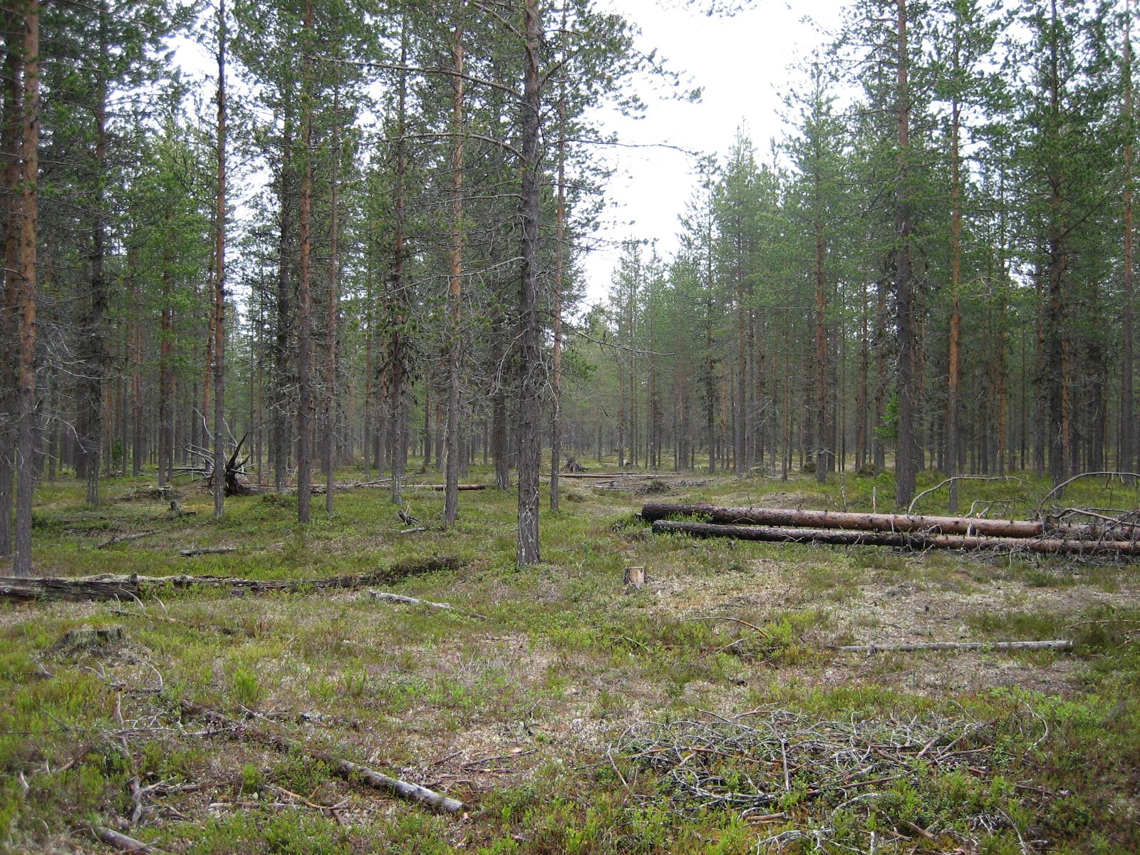 Kaatuneita mäntyjä kangasmetsässä.